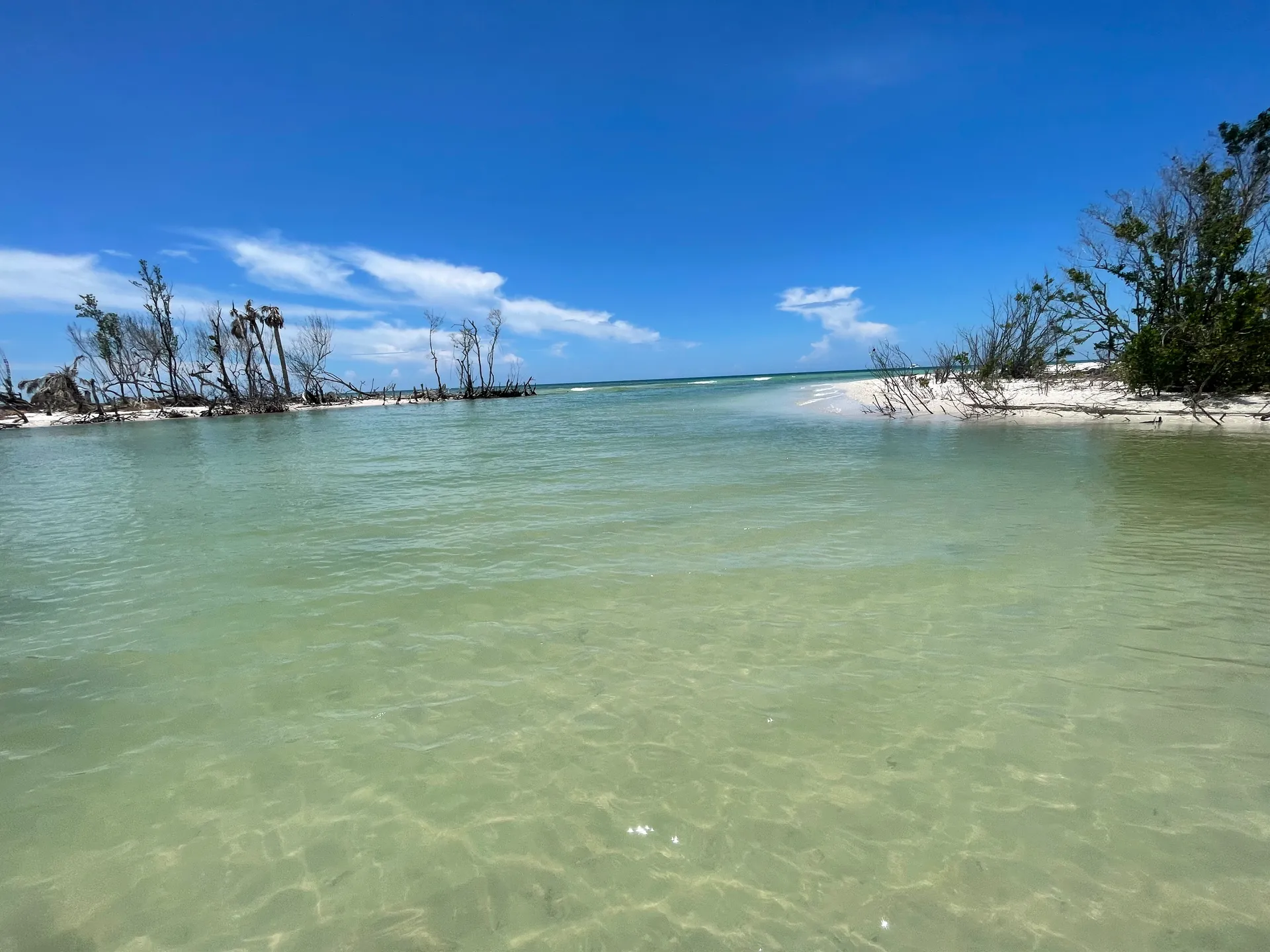 SURREEL LIFE “living the dream” 