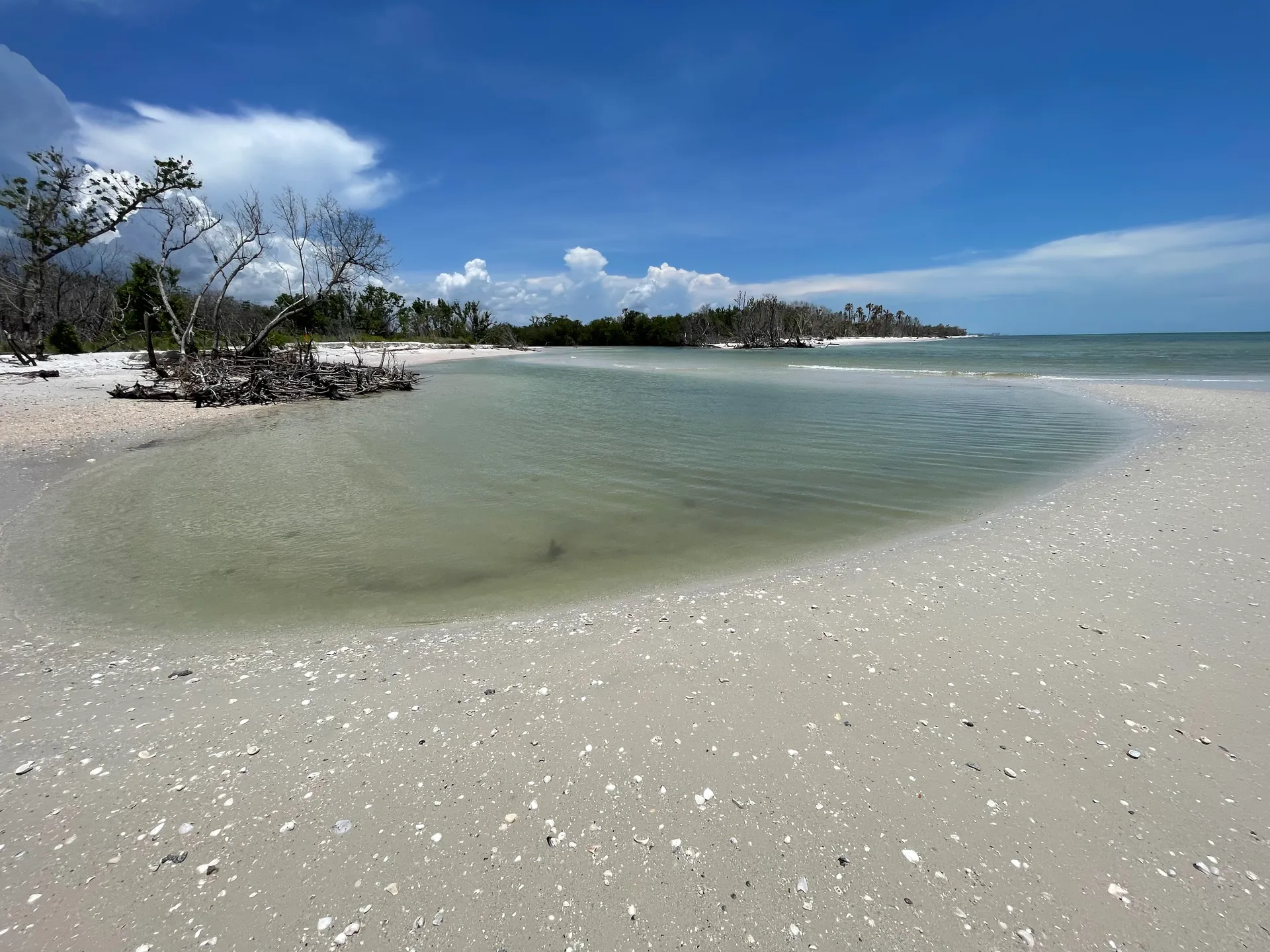 SURREEL LIFE “living the dream” 