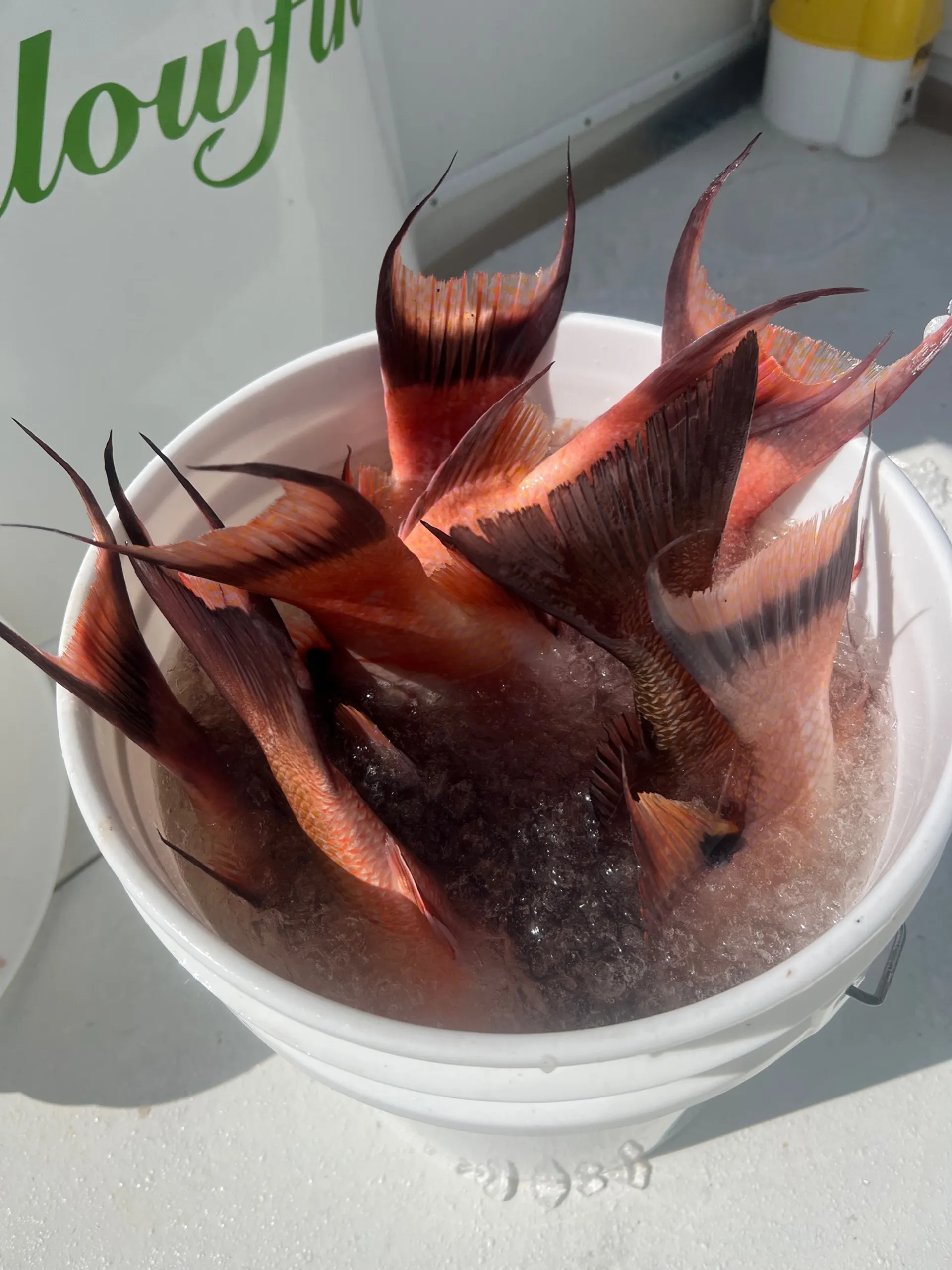 *VOTED BEST OF FLORIDA 2022 and 2023 * nearshore and offshore fishing