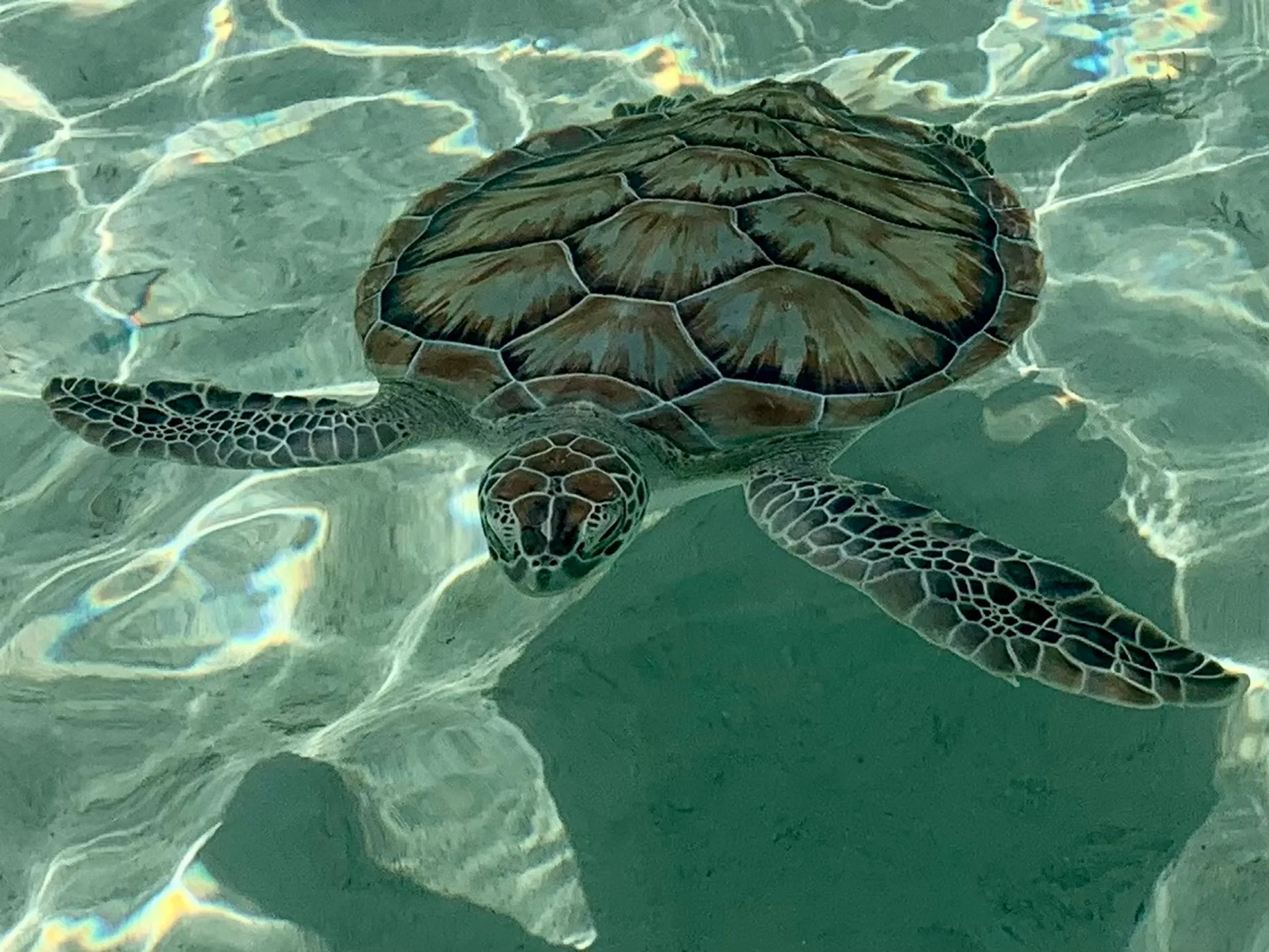 46Ft Luxury Catamaran Full Day Sailing Charter.