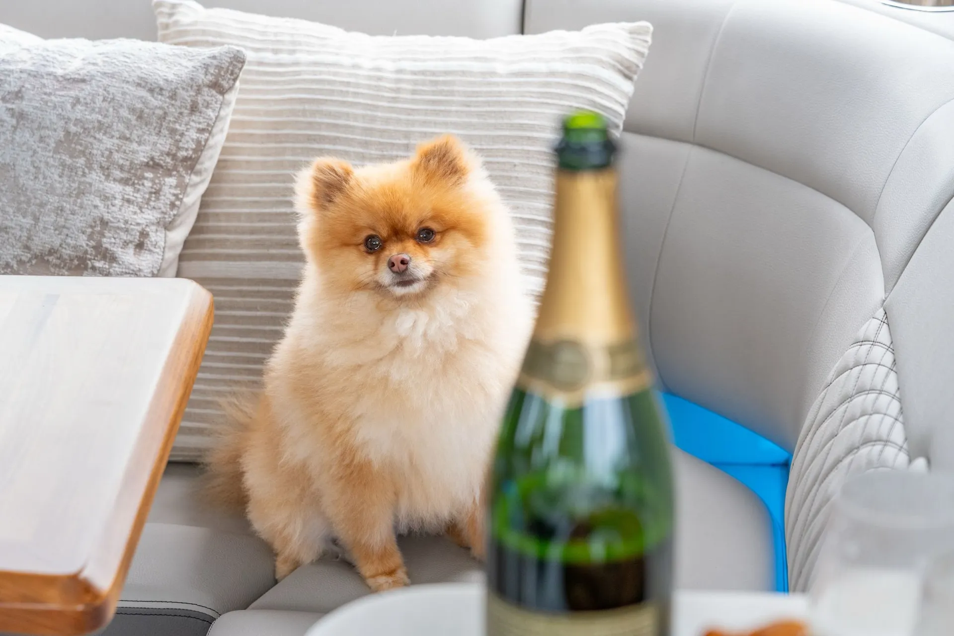 Captain & Stewardess Included! 40FT Luxury Sport Yacht! Newest in CHS!