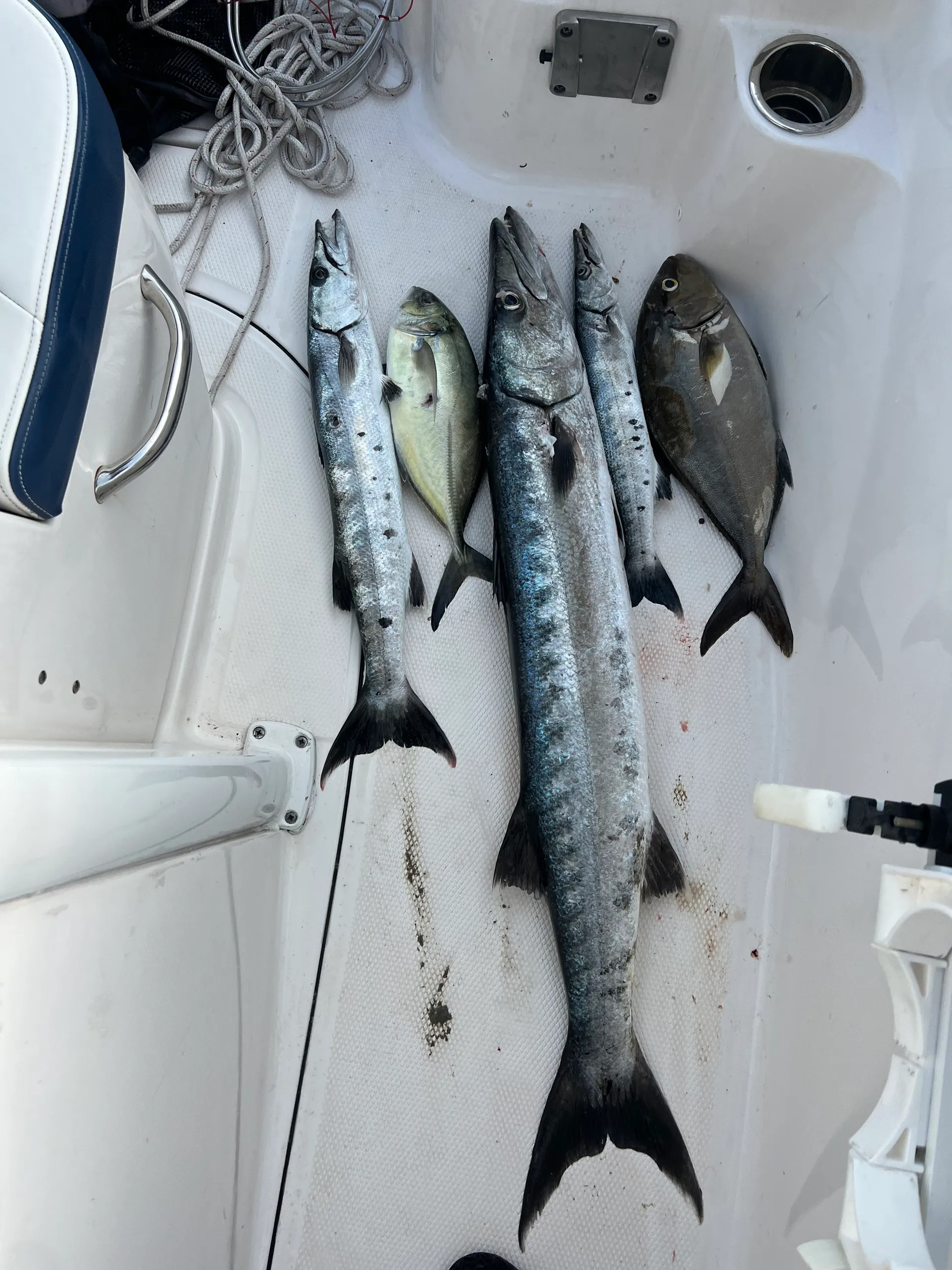 ROBALO R230 CC in Holiday, FL — photo 7