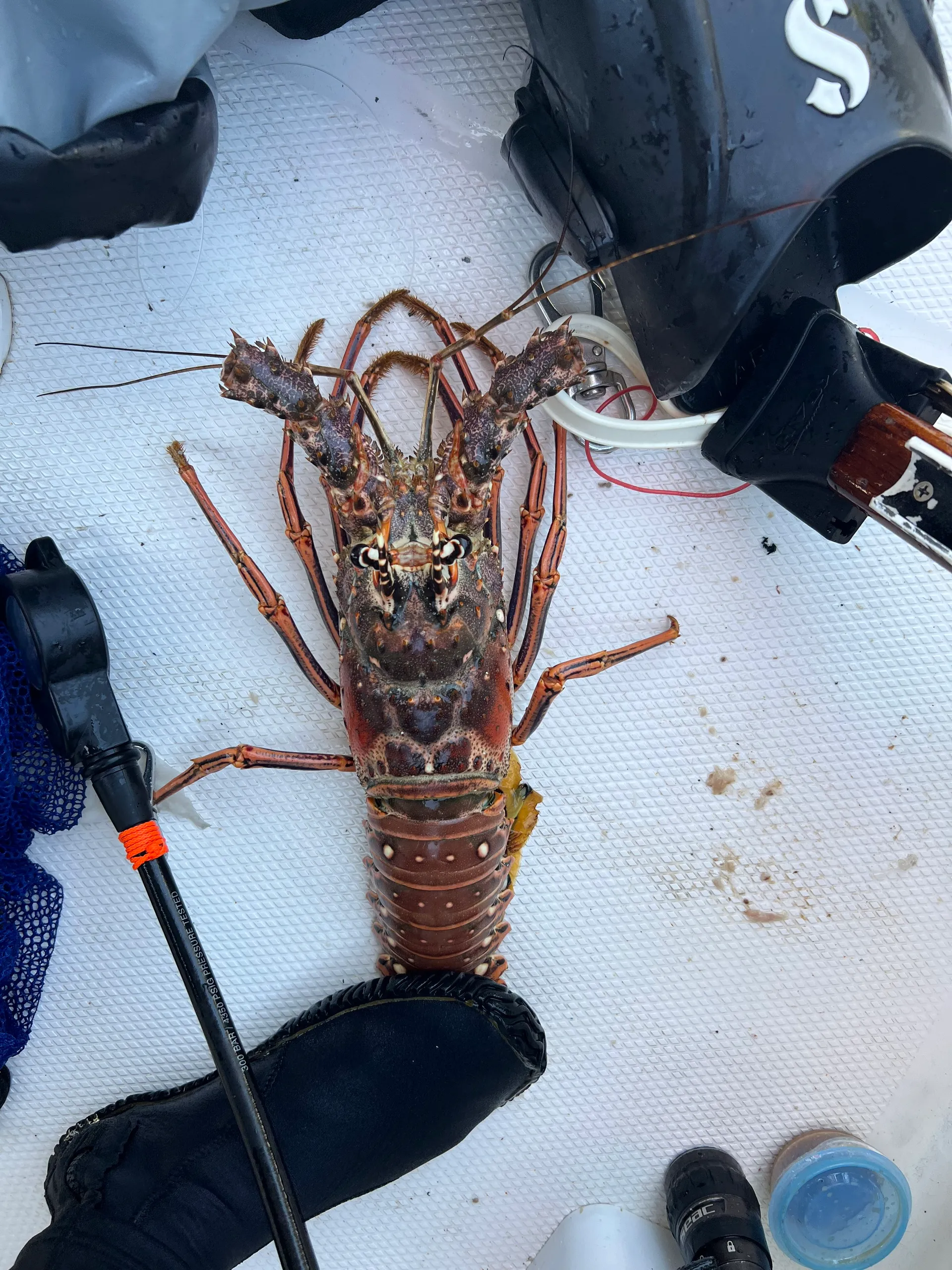 ROBALO R230 CC in Holiday, FL — photo 6