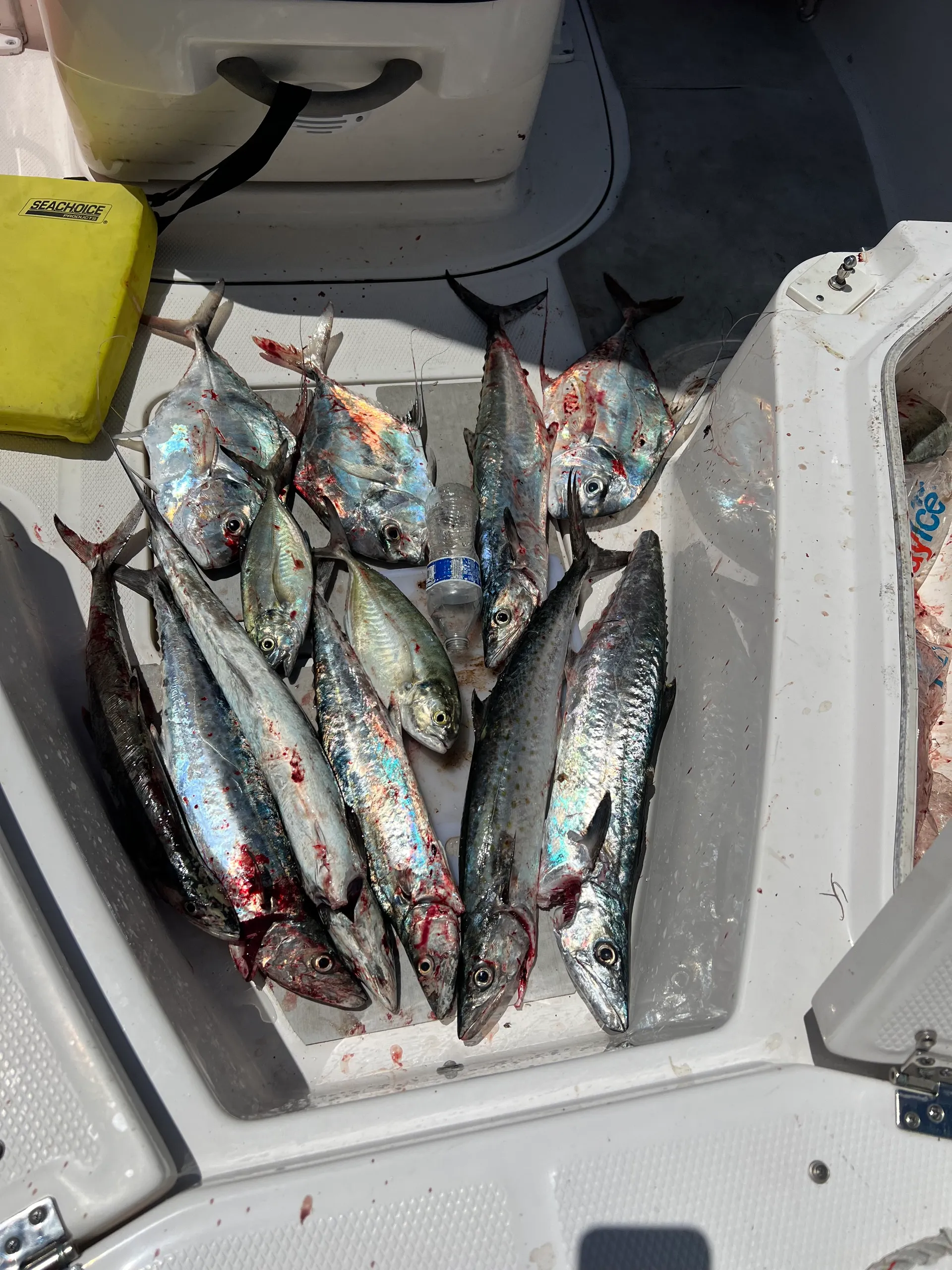 ROBALO R230 CC in Holiday, FL — photo 8