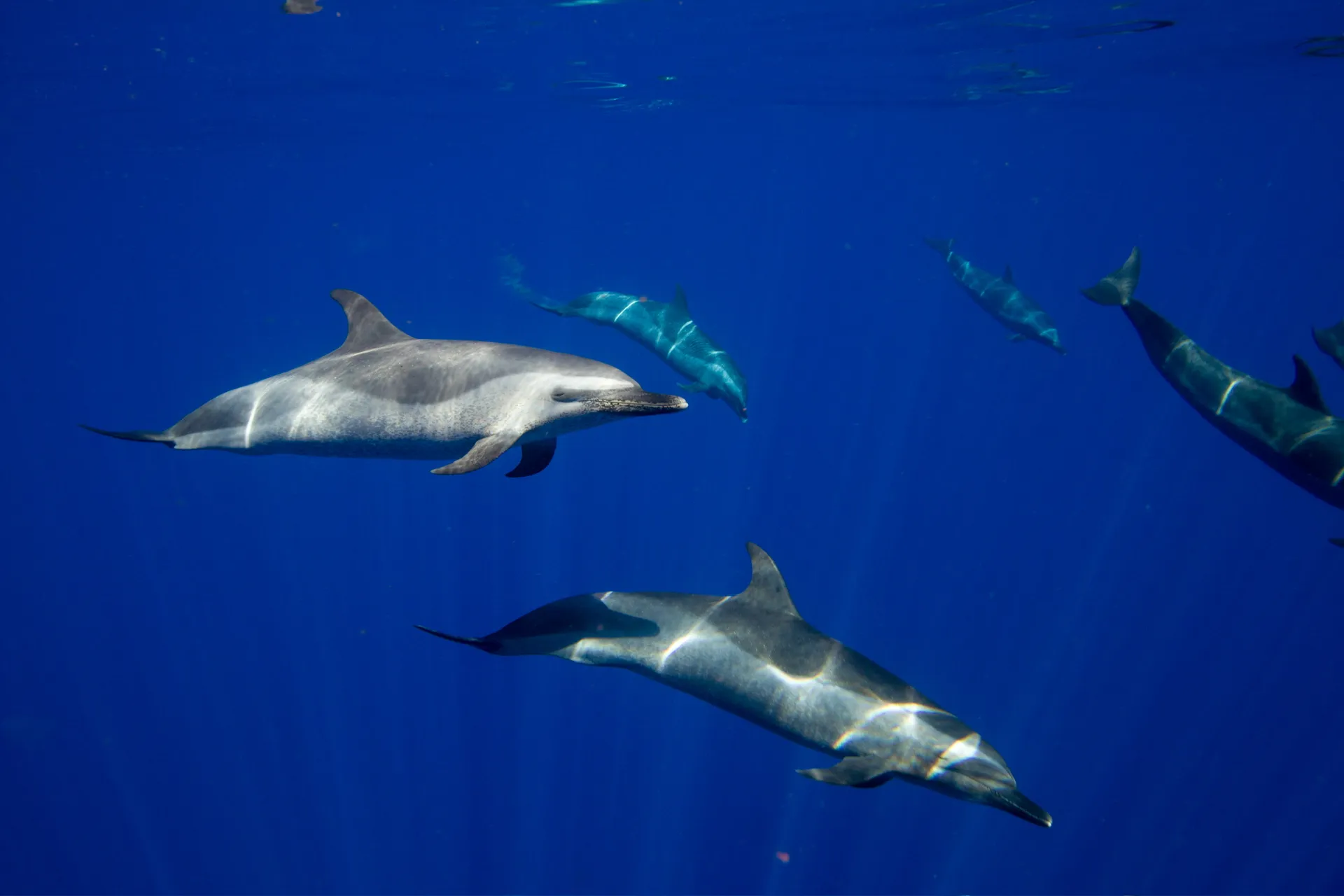 Luxury Private Boat Charter - Dolphins, Fishing Charter, Sunset Cruise