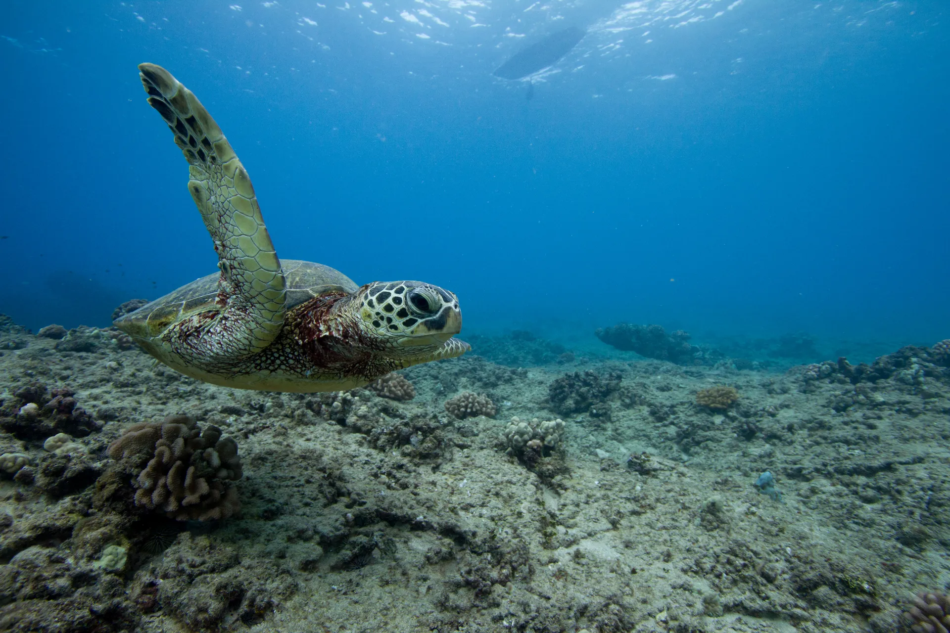 Luxury Private Boat Charter - Dolphins, Fishing Charter, Sunset Cruise