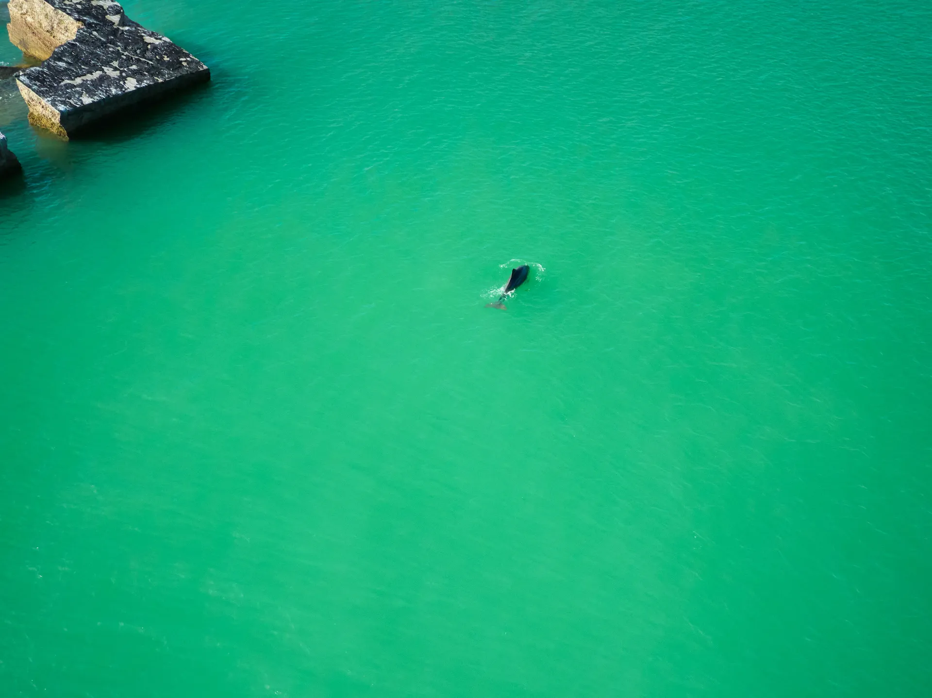 Island Hop to Passage Key and Egmont Key! 🐬