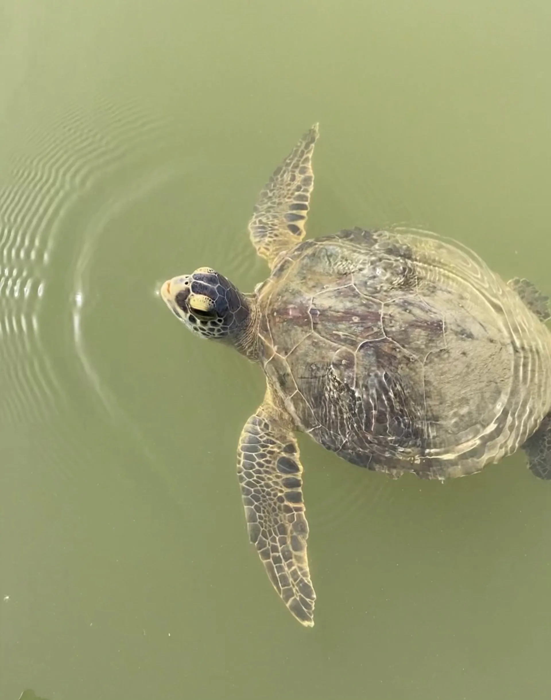 Private charter,bachelorette,family,bachelor,friends,dolphins, sunsets