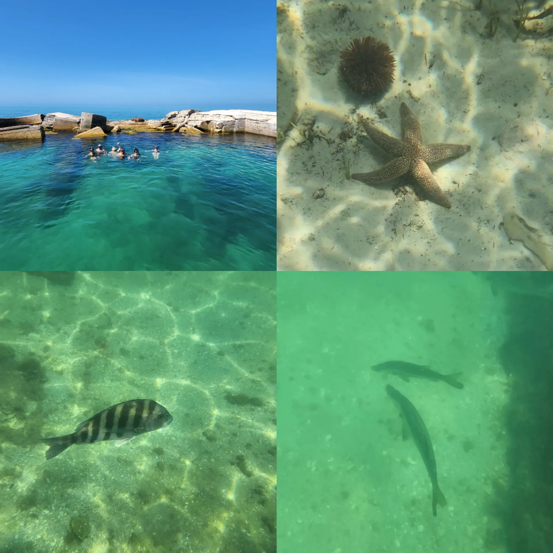 Boat tour for watersports, snorkeling, shelling, dolphins and sunsets 