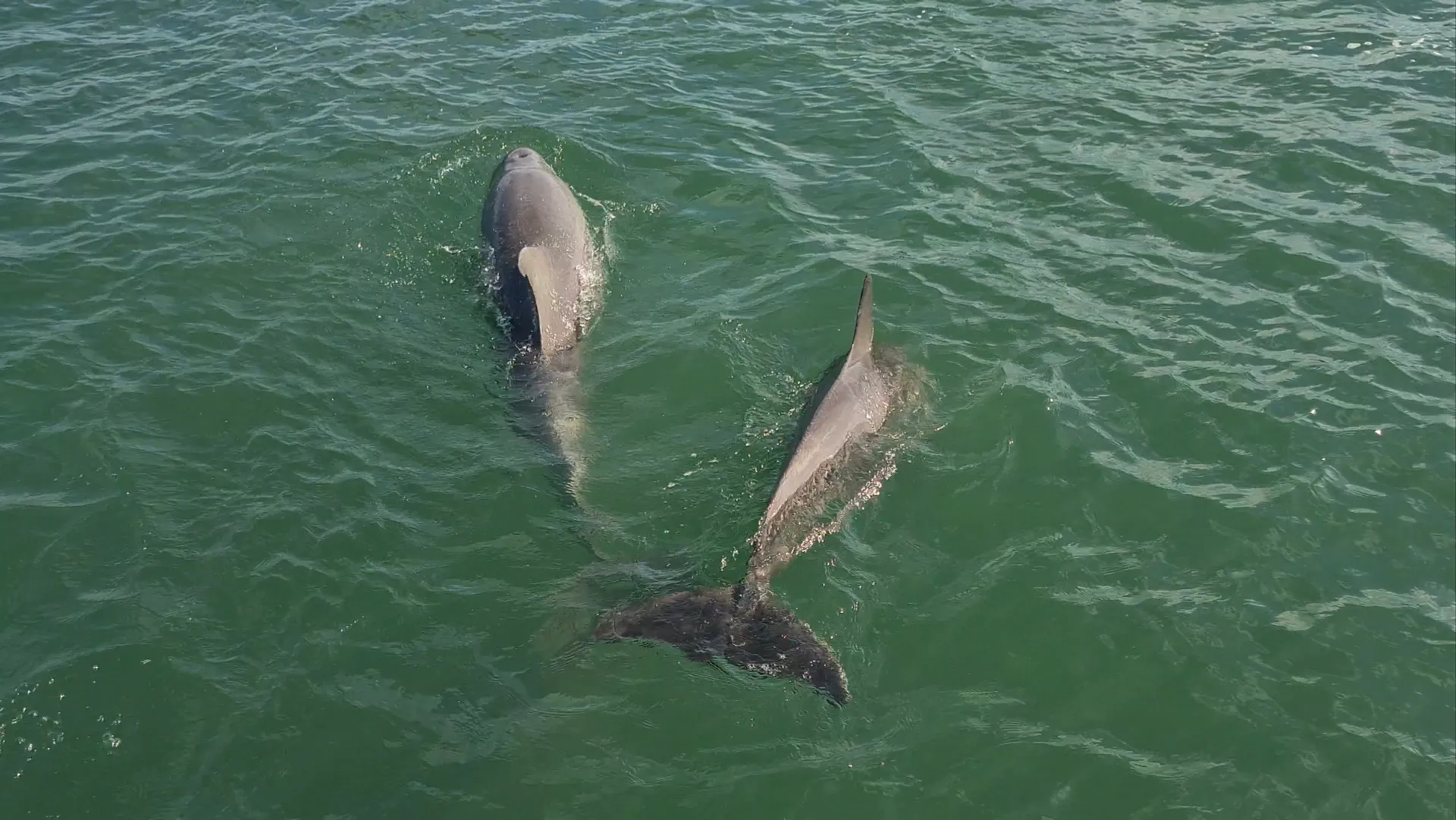 Naples:Keewaydin or Sunset -LUXURY service .All you need included!