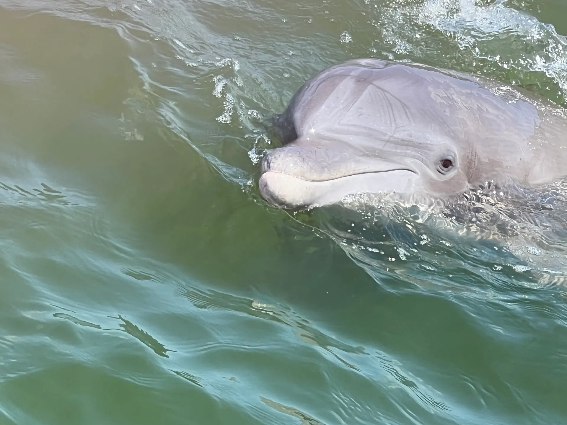 Luxury Sports Cruiser - Your Day, Your Way!