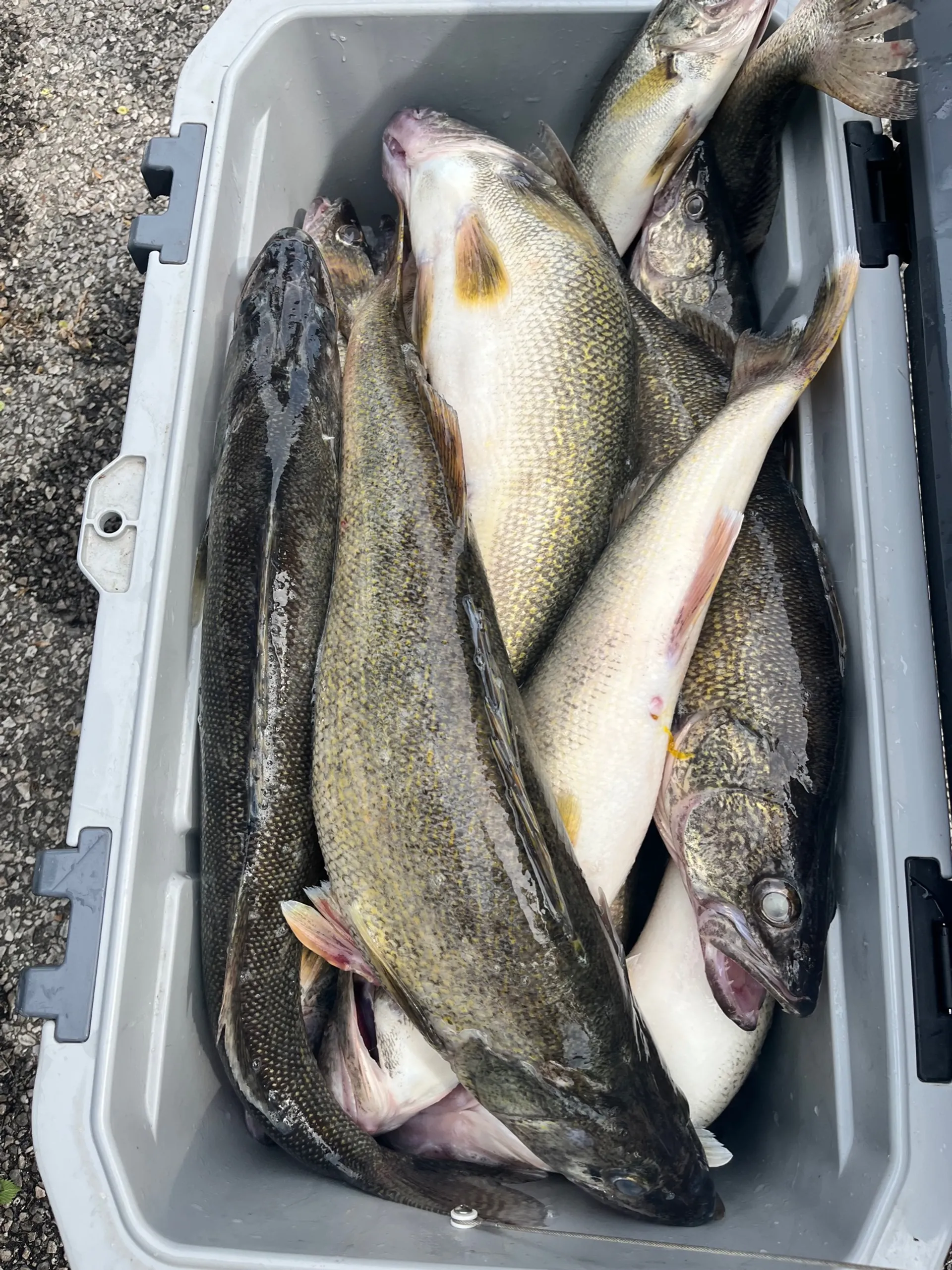 Lake Erie Trophy  Walleye Sports Fishing! 
