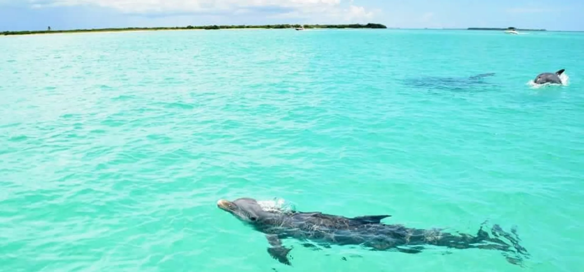 #1 Luxury Charter – 38' SUV of the Seas – St. Pete/Tampa Adventures