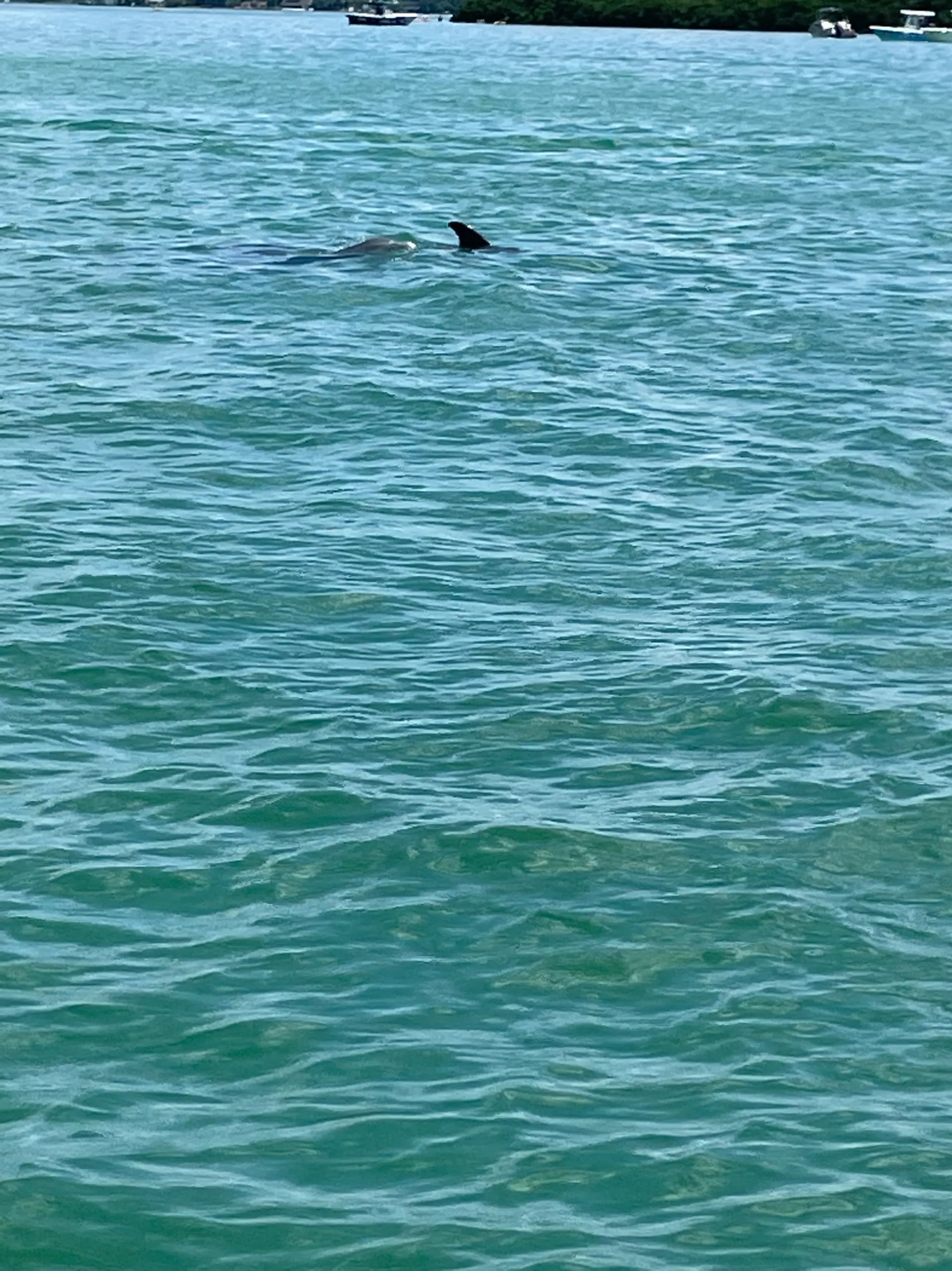 PONTOON DOLPHIN CRUISE ISLAND HOP BEACH FUN