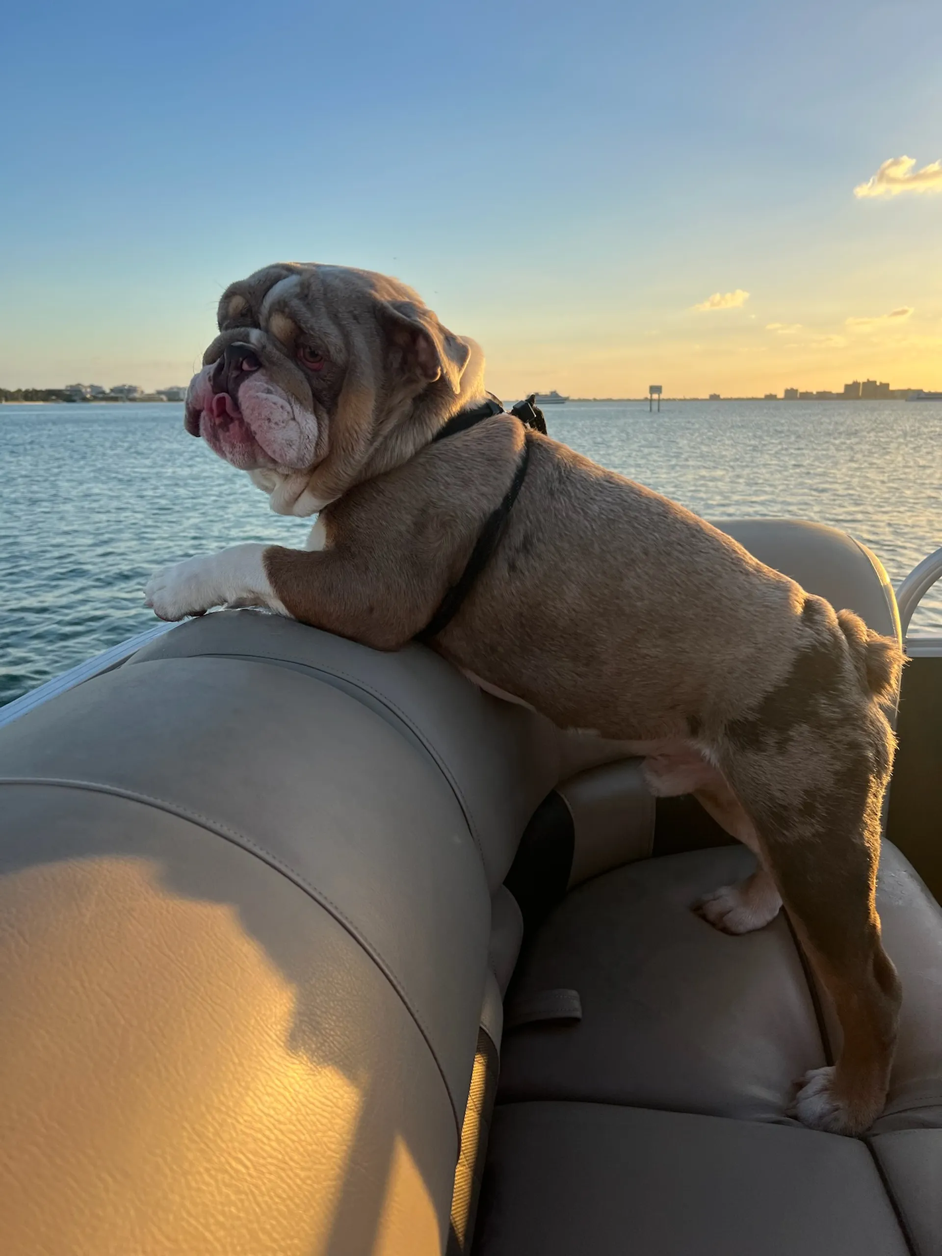 PONTOON DOLPHIN CRUISE ISLAND HOP BEACH FUN