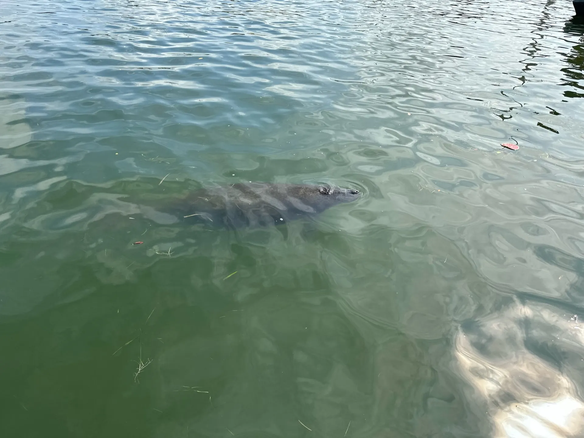 Hurricane Boats SDS 232 in Belleair Bluffs, FL — photo 8