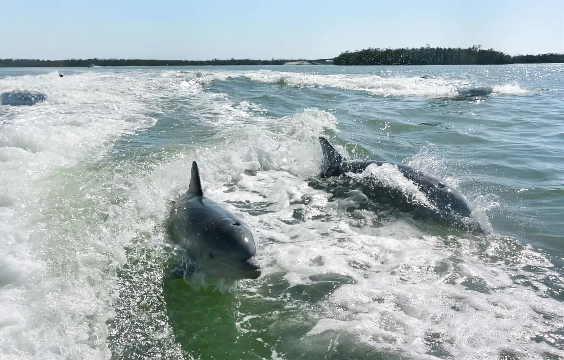Boat Tours- Bonita Springs / Fort Myers Beach FL
