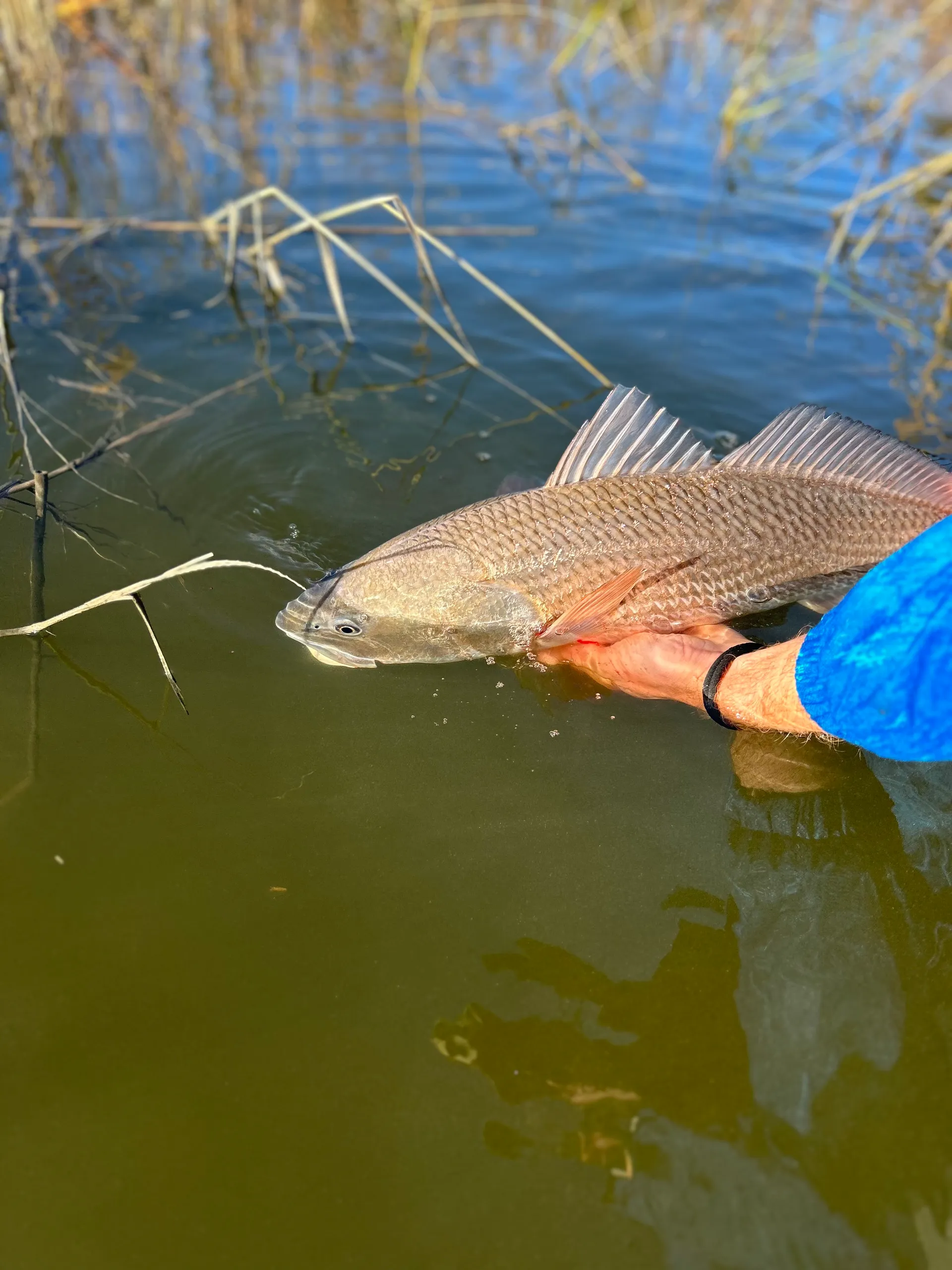 STERLING BOATS TR7 W/90HP W/TRLR in Charleston, SC — photo 3