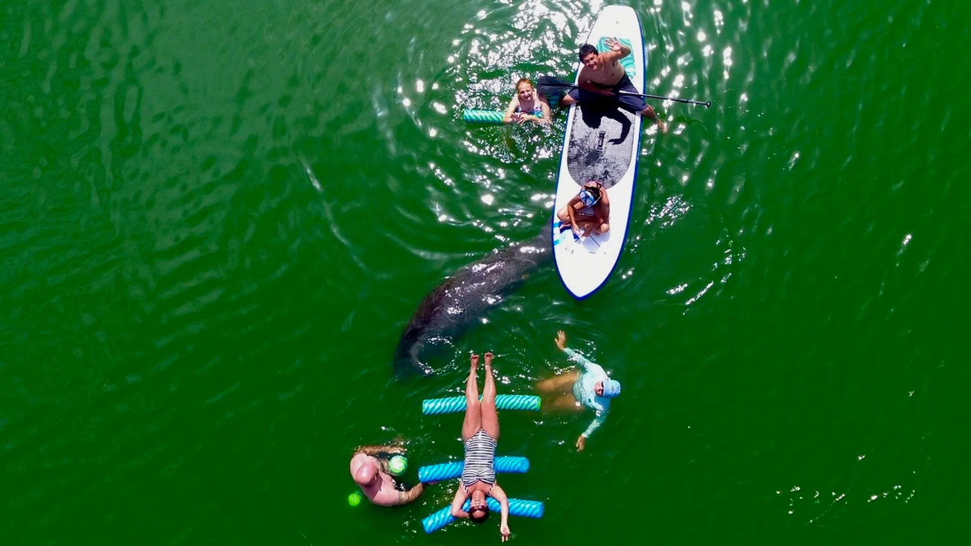 Top Shelf | Sarasota’s Ultimate 38’ Sea Ray Experience