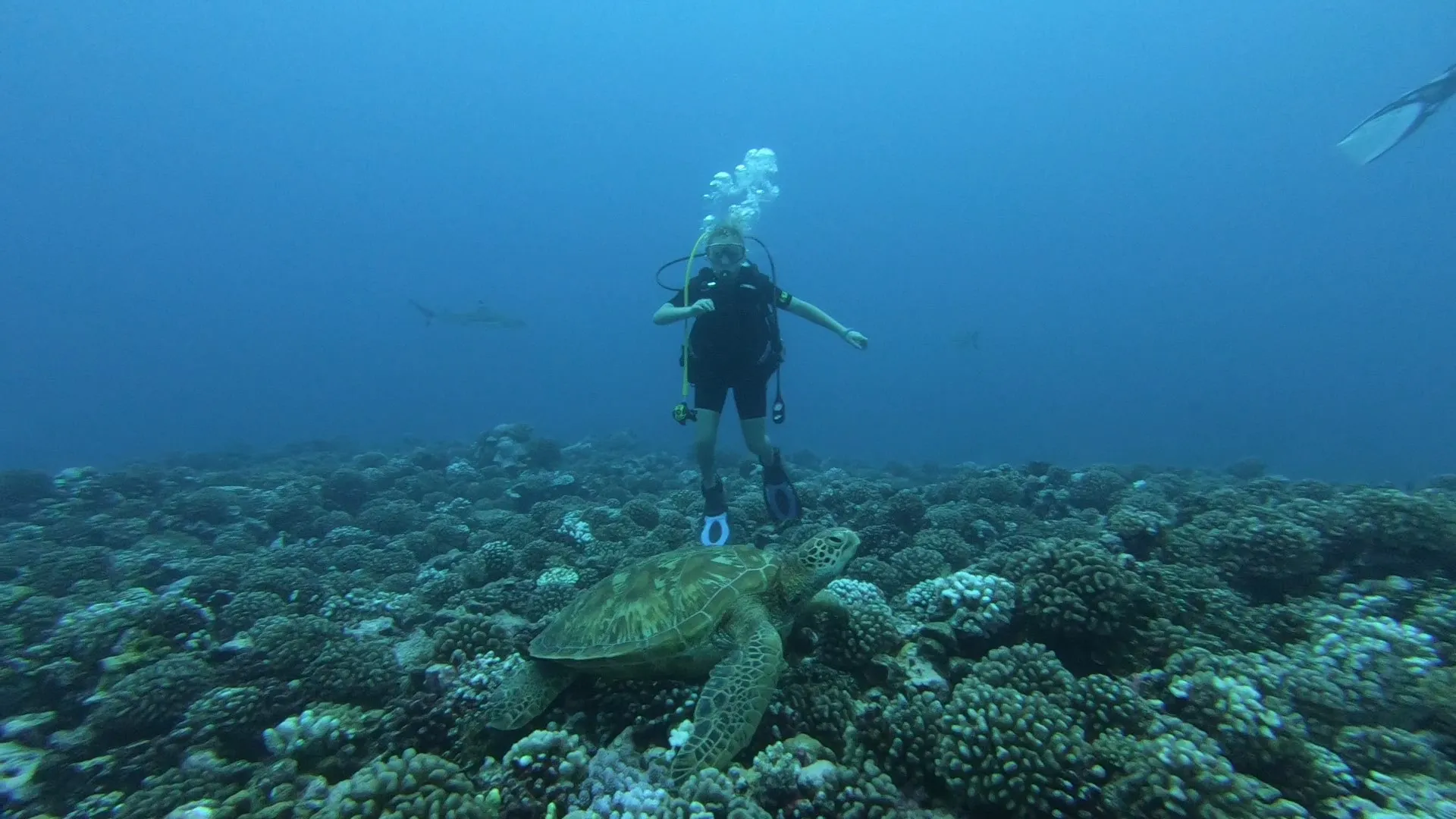 Private Luxury 50' Catamaran - Snorkelling, Sunset, Sailing, Dolphins!