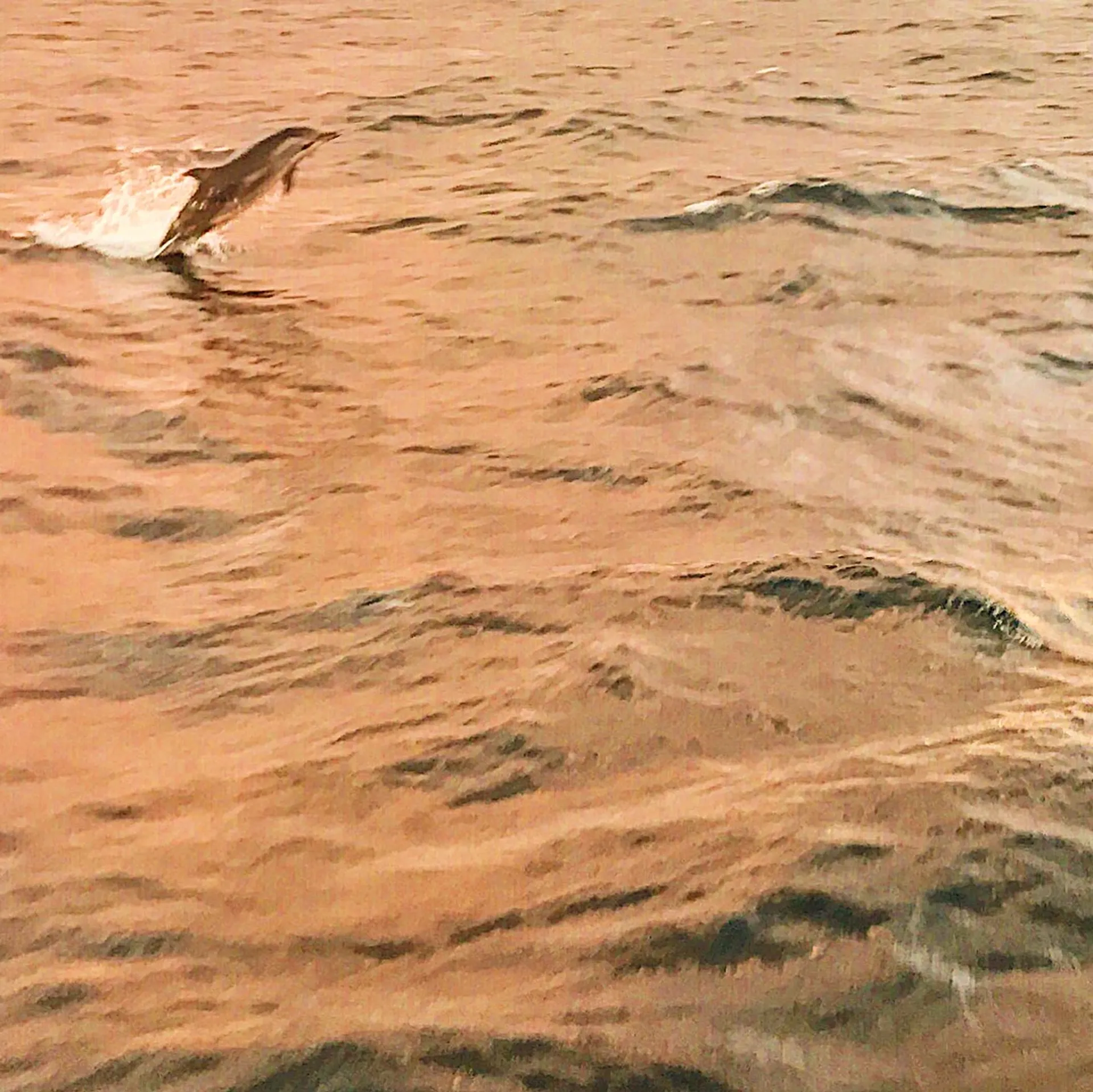 Private Luxury 50' Catamaran - Snorkelling, Sunset, Sailing, Dolphins!