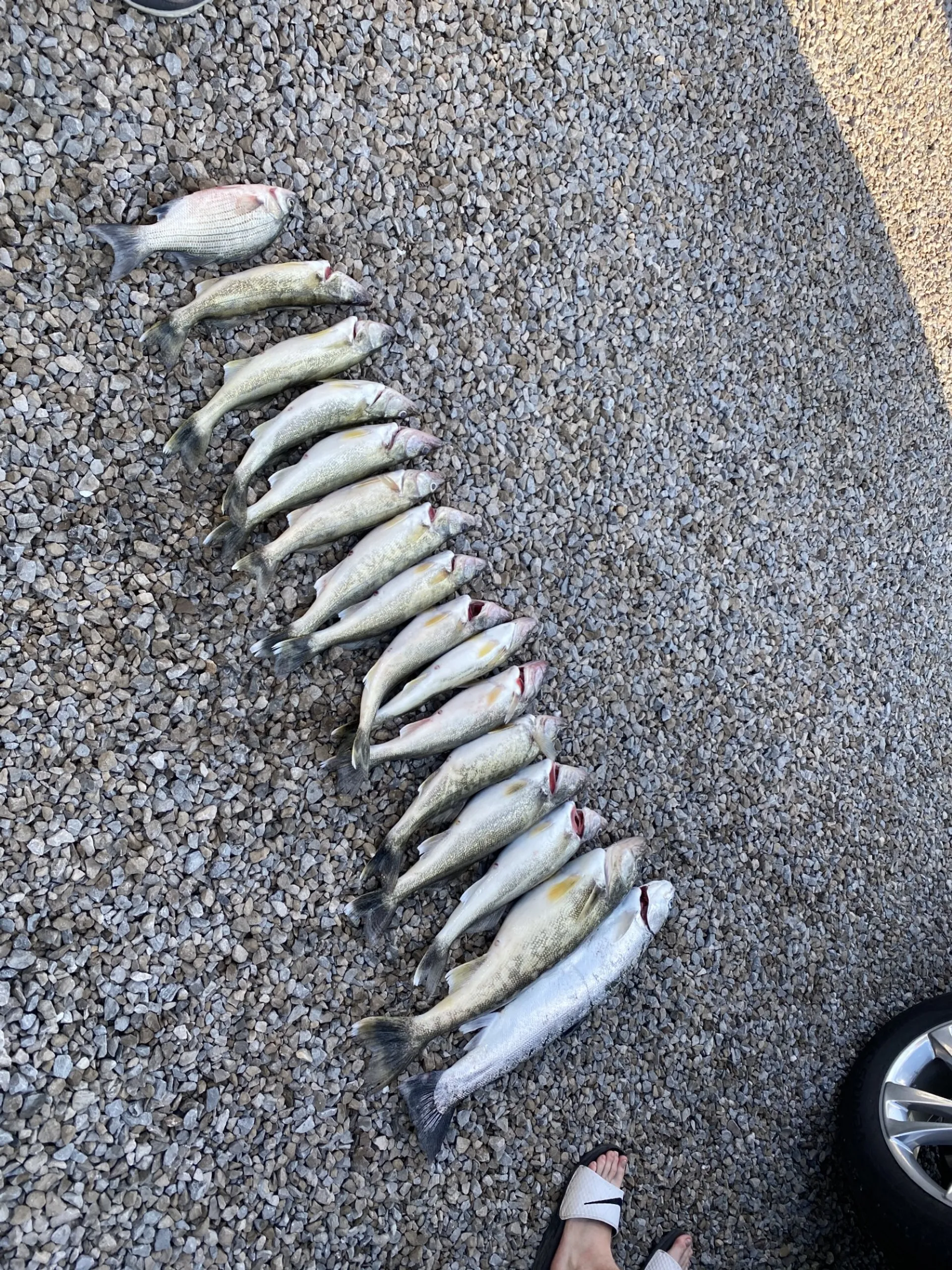 Enjoy Lake Erie in comfort and style on "Kissed by Grayce"