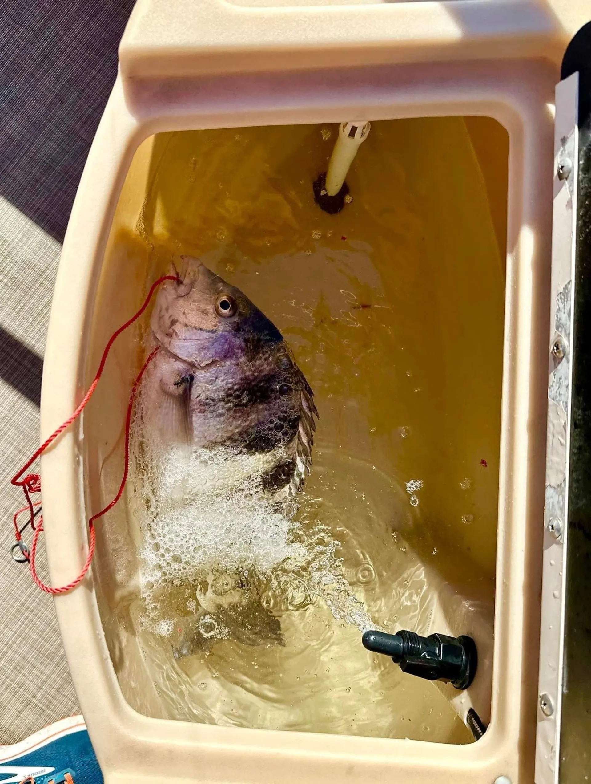 Large Pontoon Boat In Bradenton Manatee