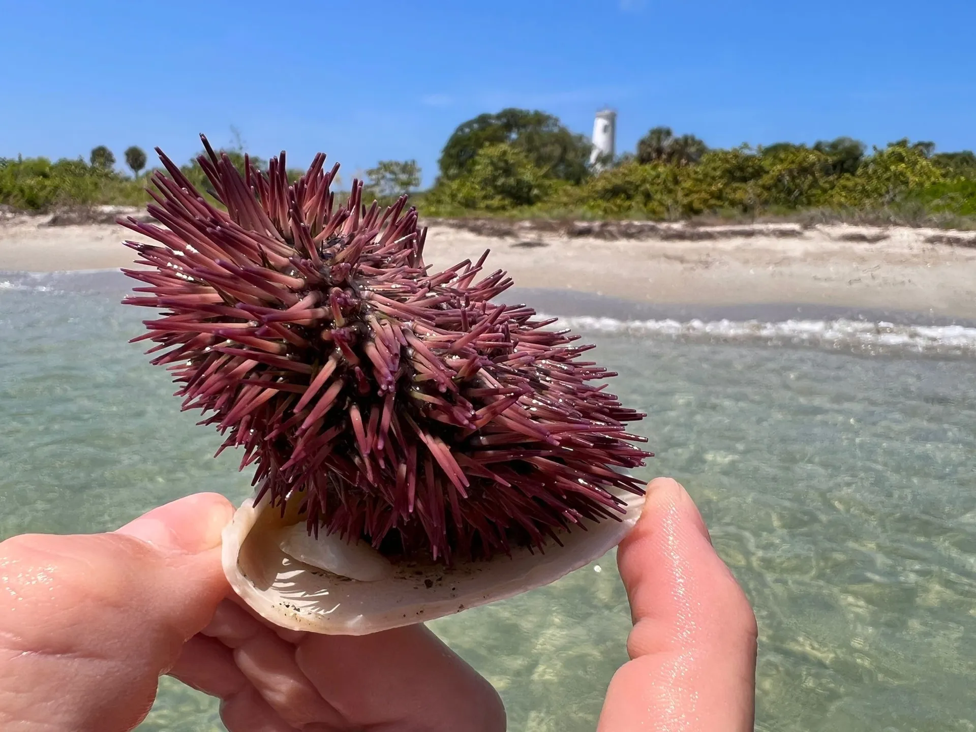 Large Pontoon Boat In Bradenton Manatee