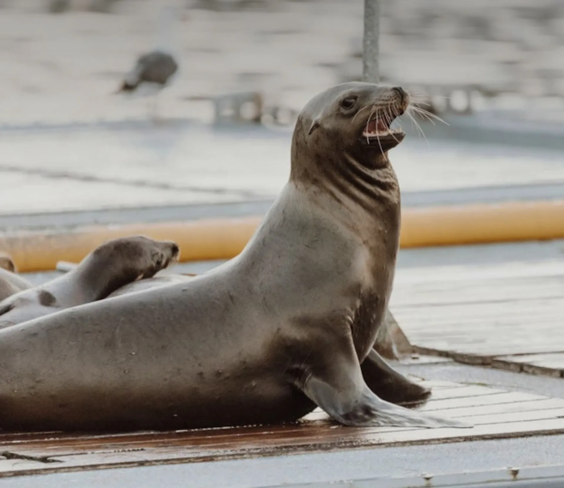 Its Party Time! Premium Double Decker on the Bay- Firetable, Waterslid