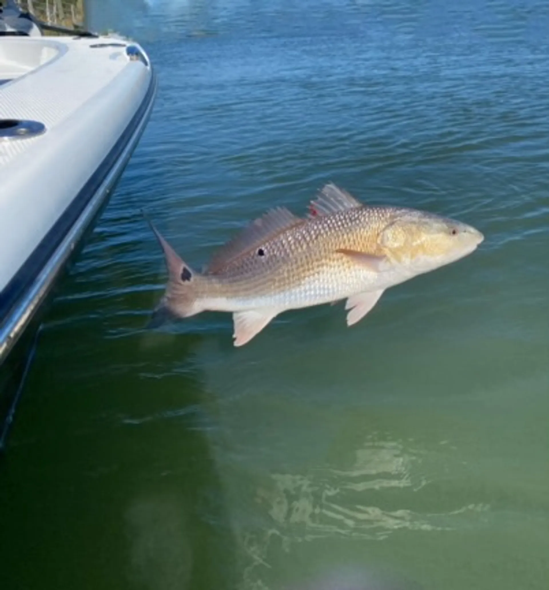 Sportsman 232 Center Console in Elberta, AL — photo 7