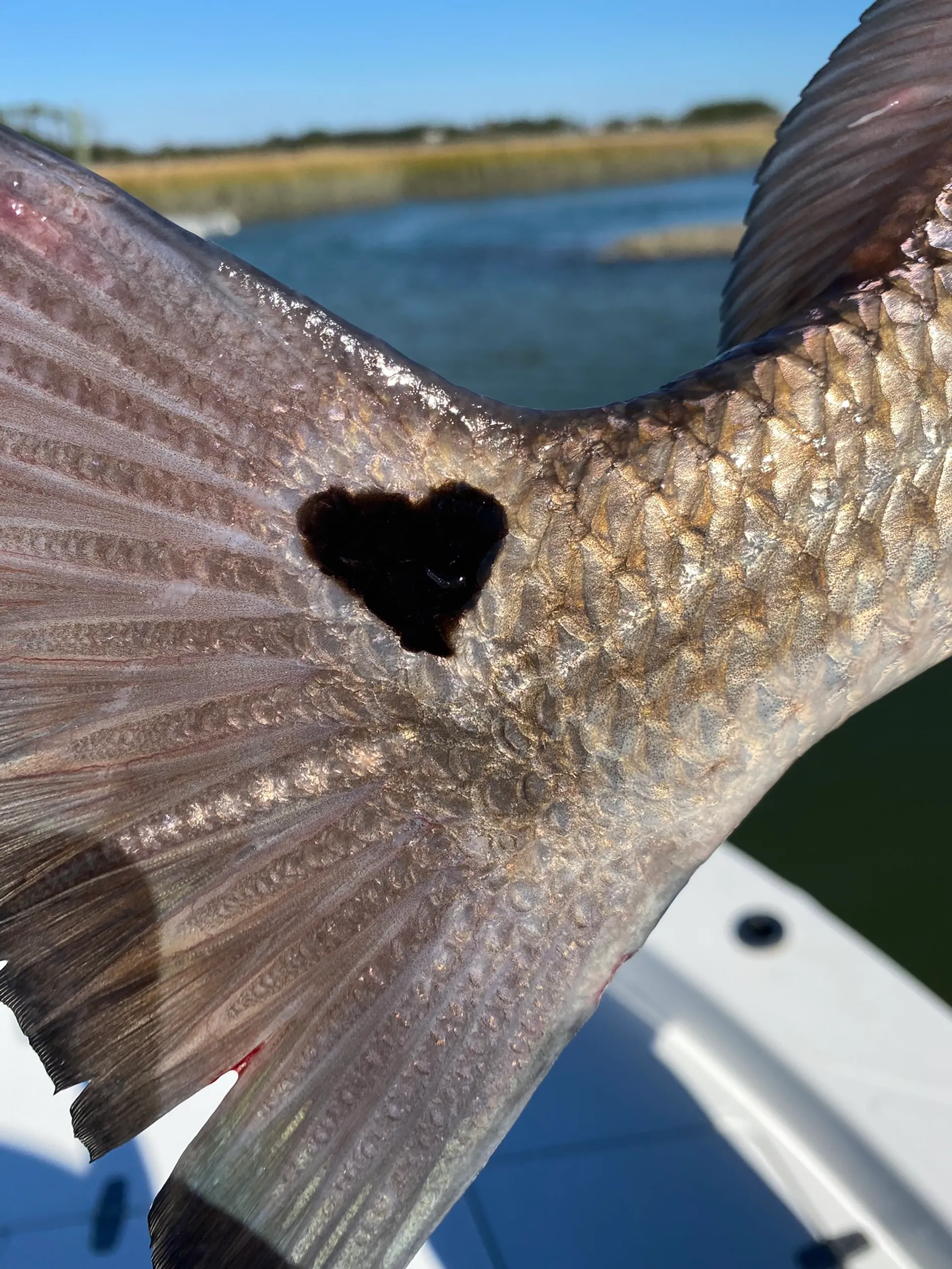 Sportsman 232 Center Console in Elberta, AL — photo 8