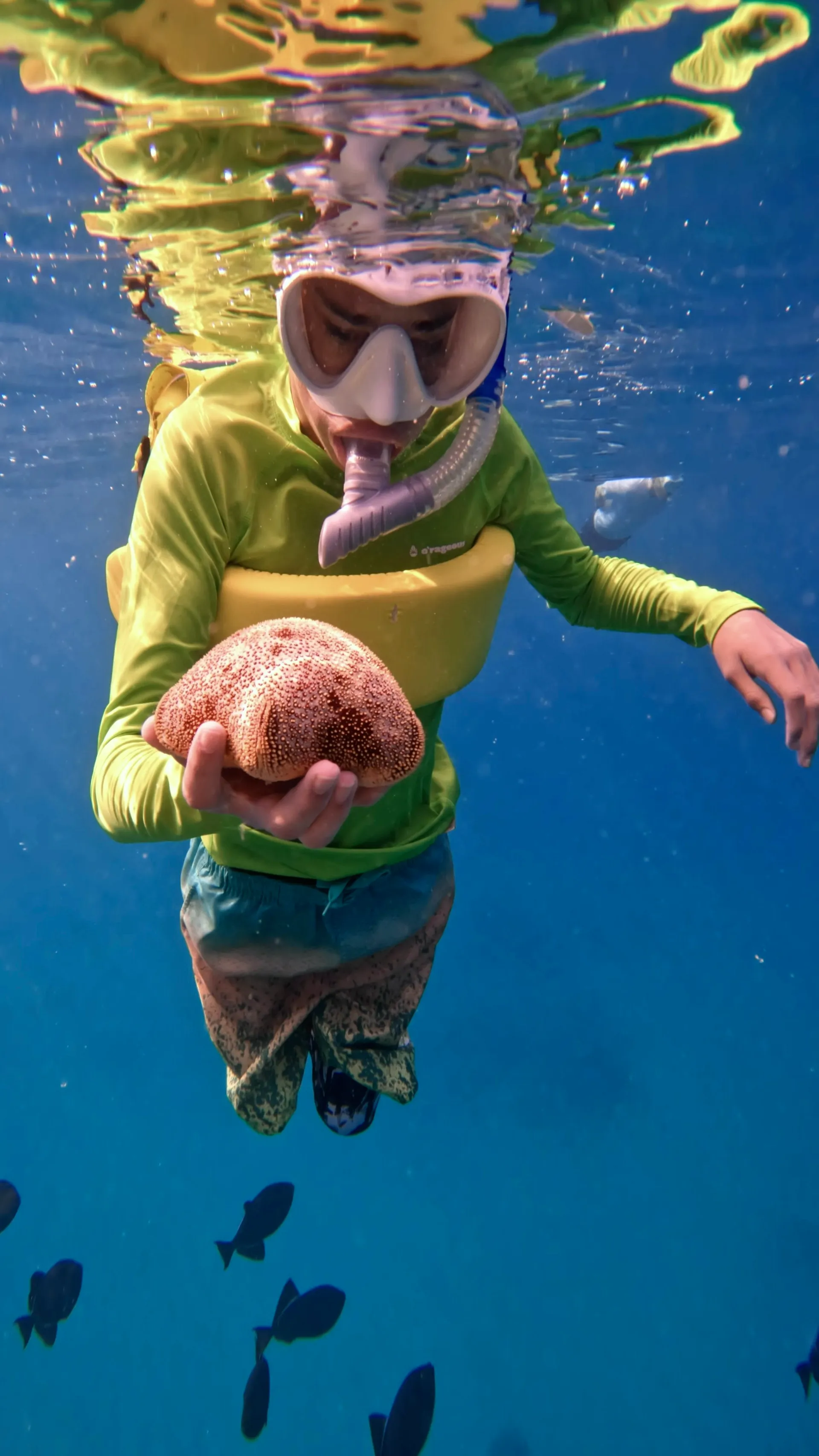 Turtle Canyon Snorkel PRIVATE TOUR