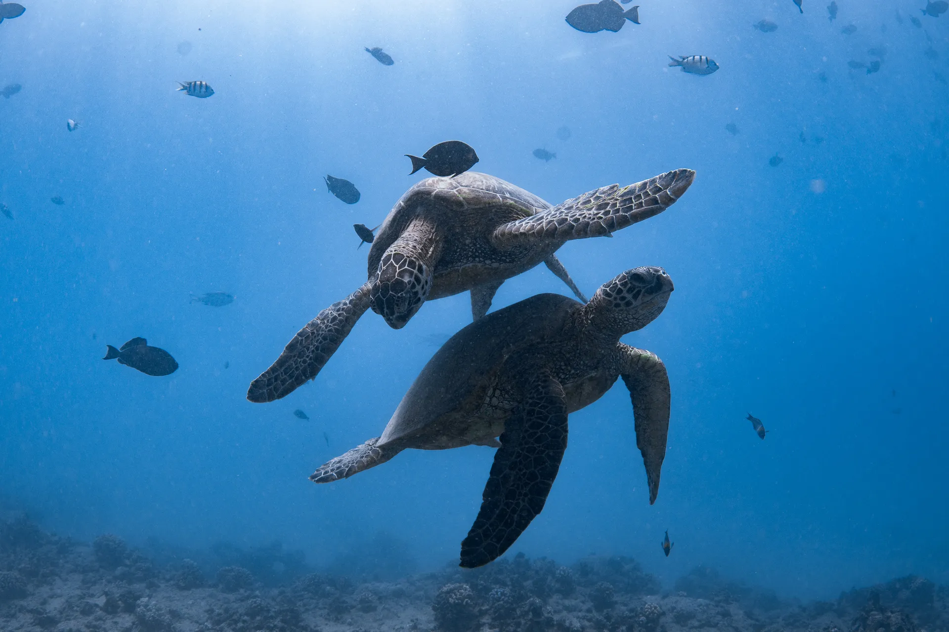 Turtle Canyon Snorkel PRIVATE TOUR