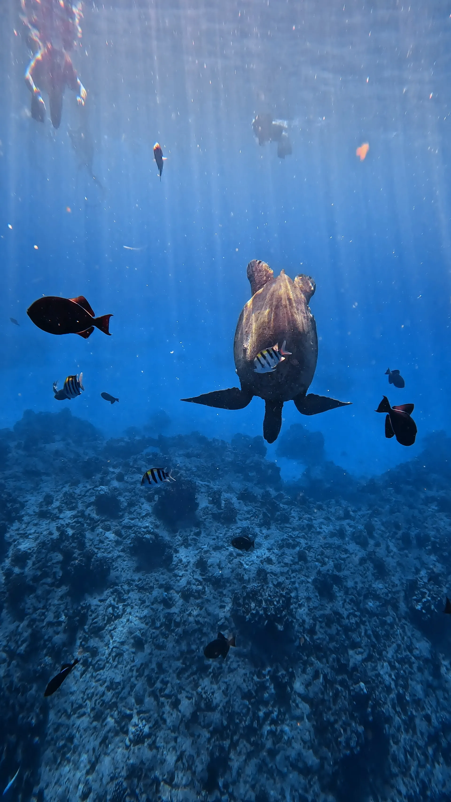 Turtle Canyon Snorkel PRIVATE TOUR