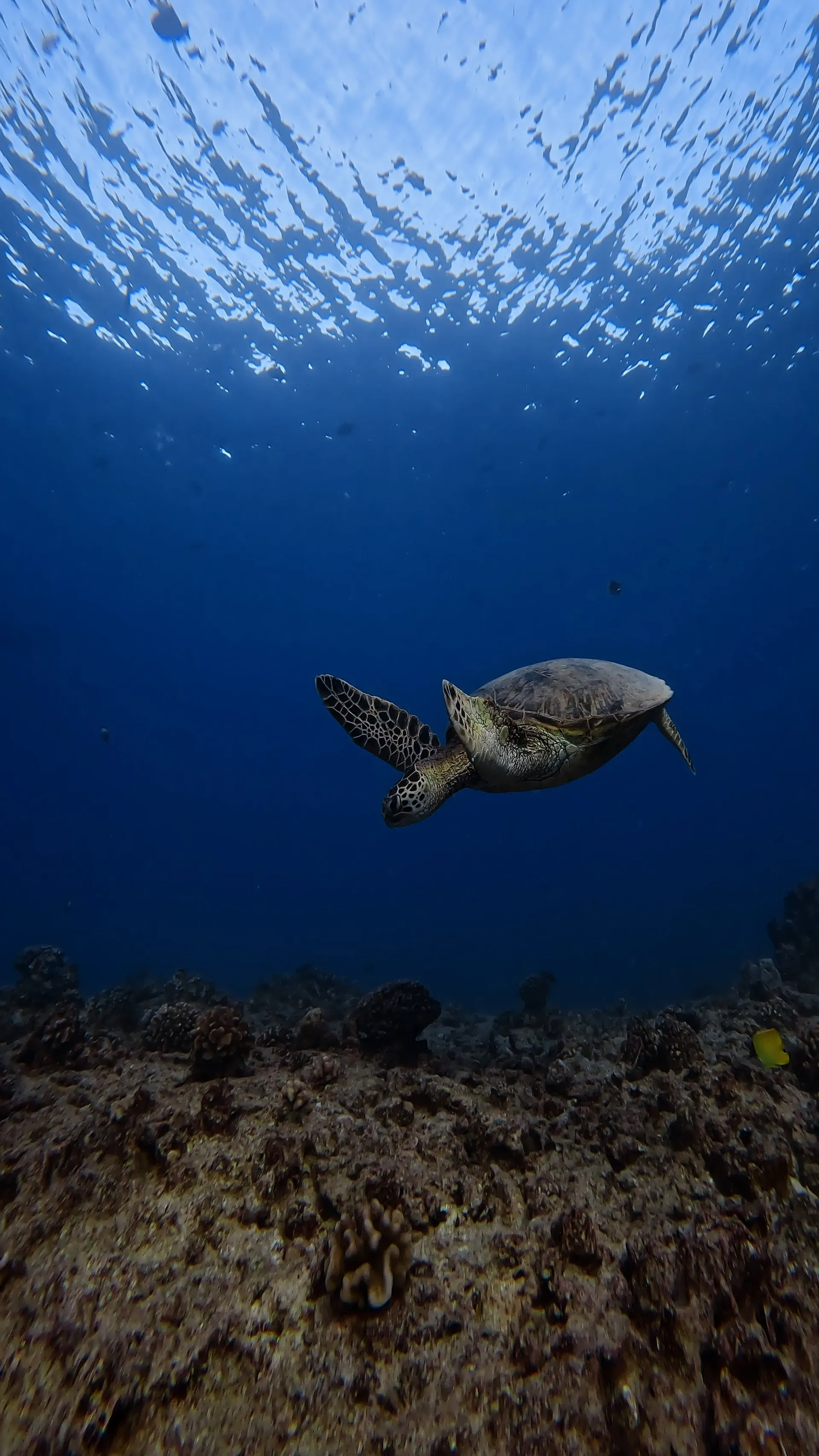 Turtle Canyon Snorkel PRIVATE TOUR