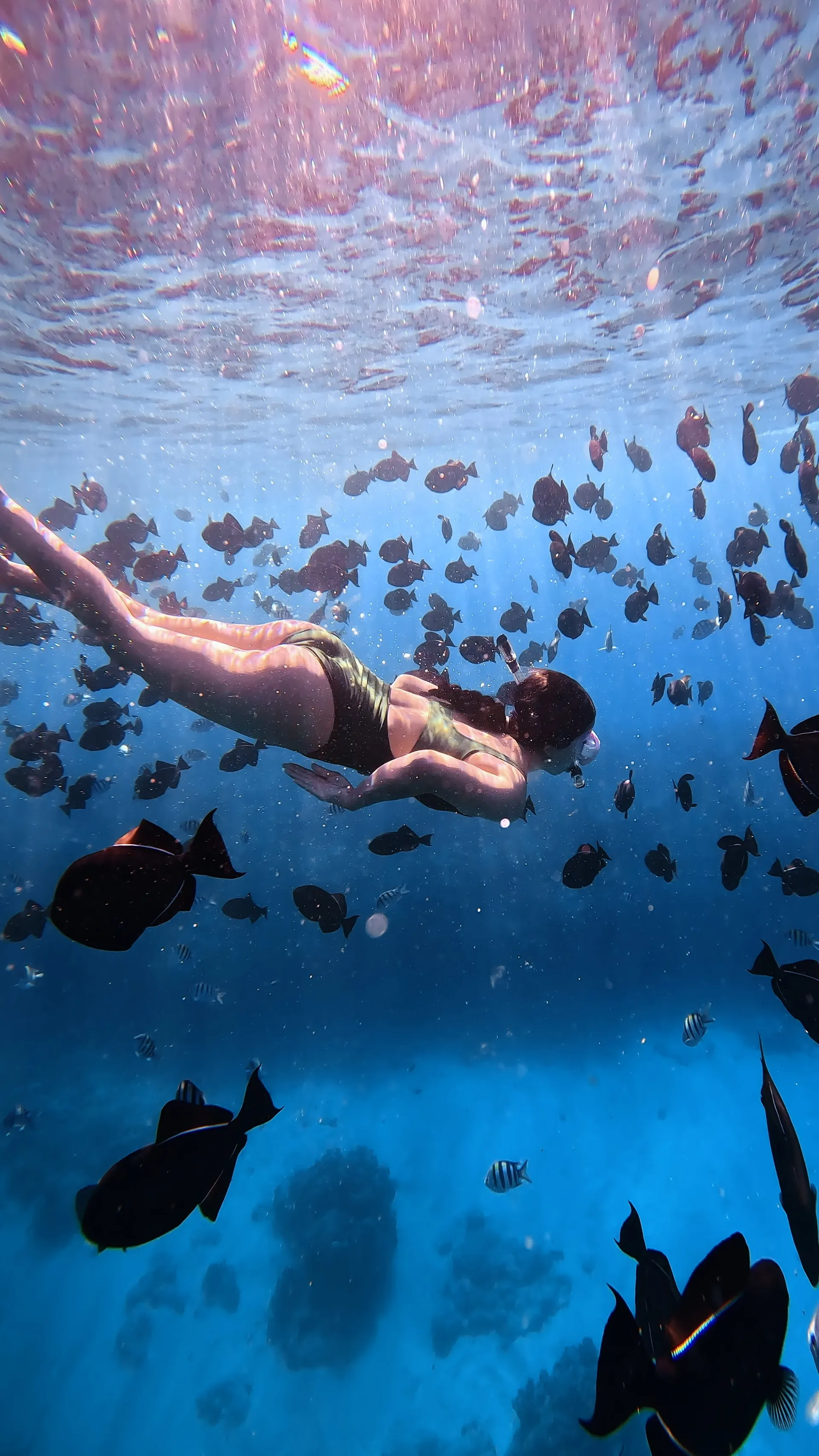 Turtle Canyon Snorkel PRIVATE TOUR
