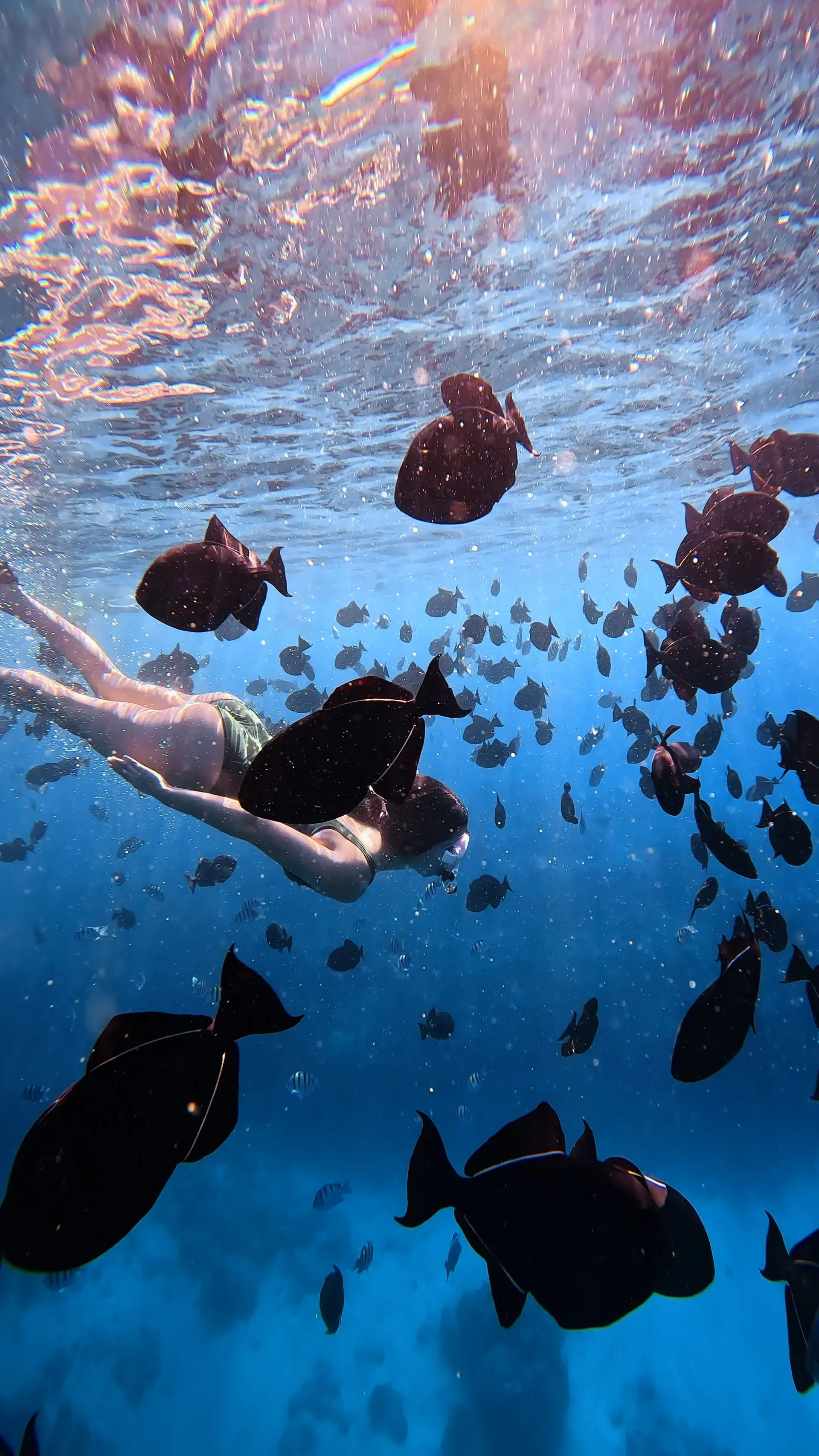 Turtle Canyon Snorkel PRIVATE TOUR