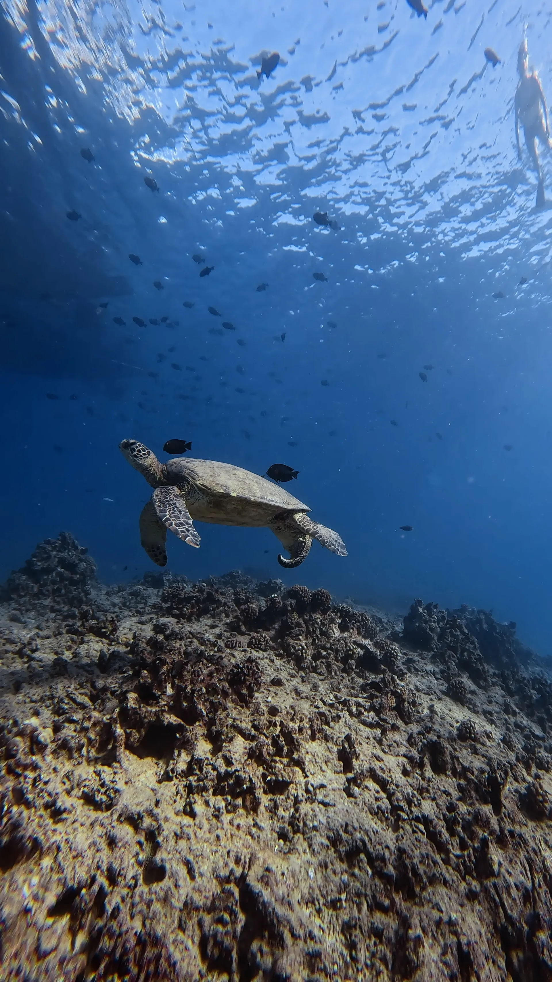 Turtle Canyon Snorkel PRIVATE TOUR
