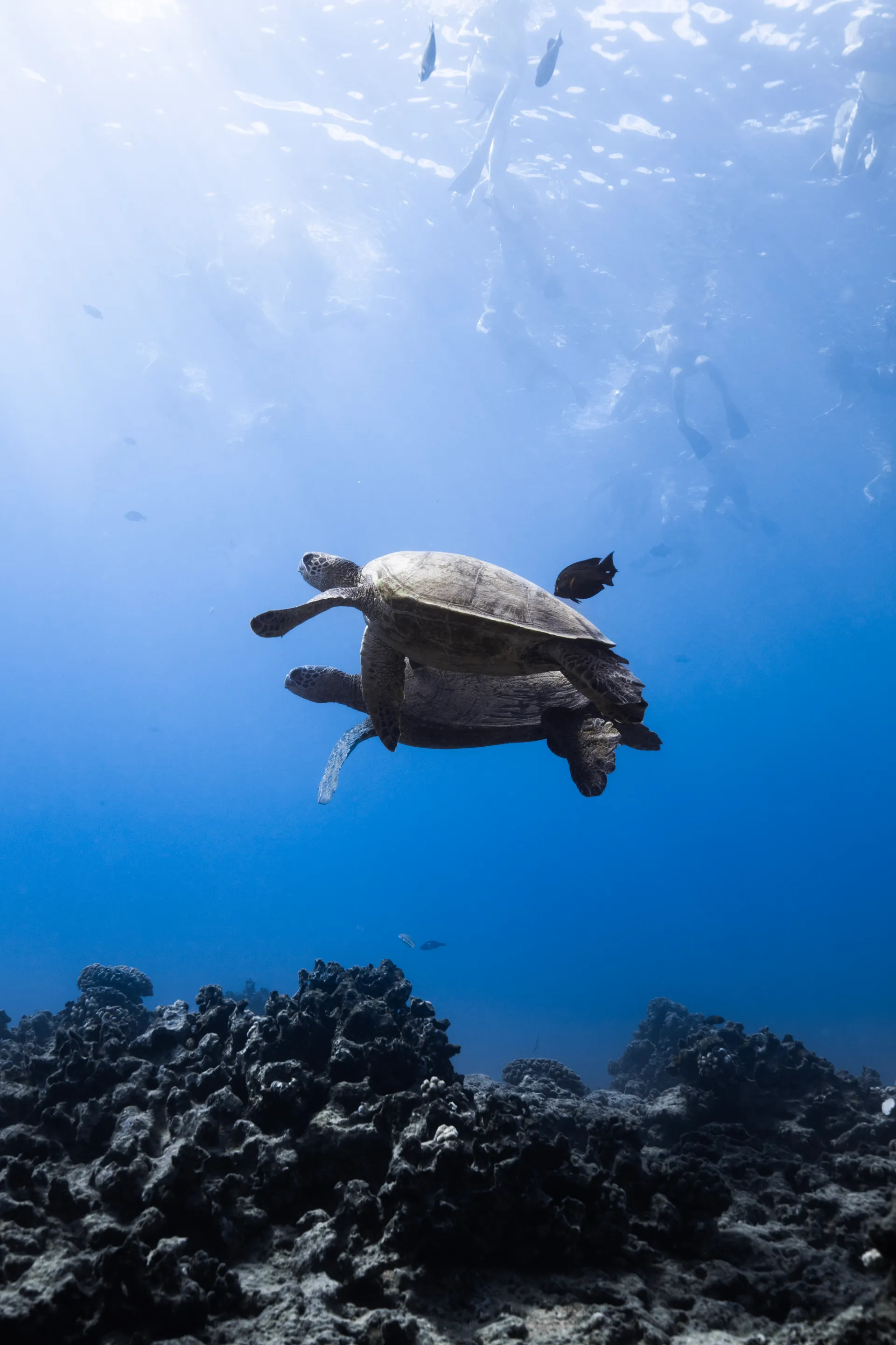Turtle Canyon Snorkel PRIVATE TOUR