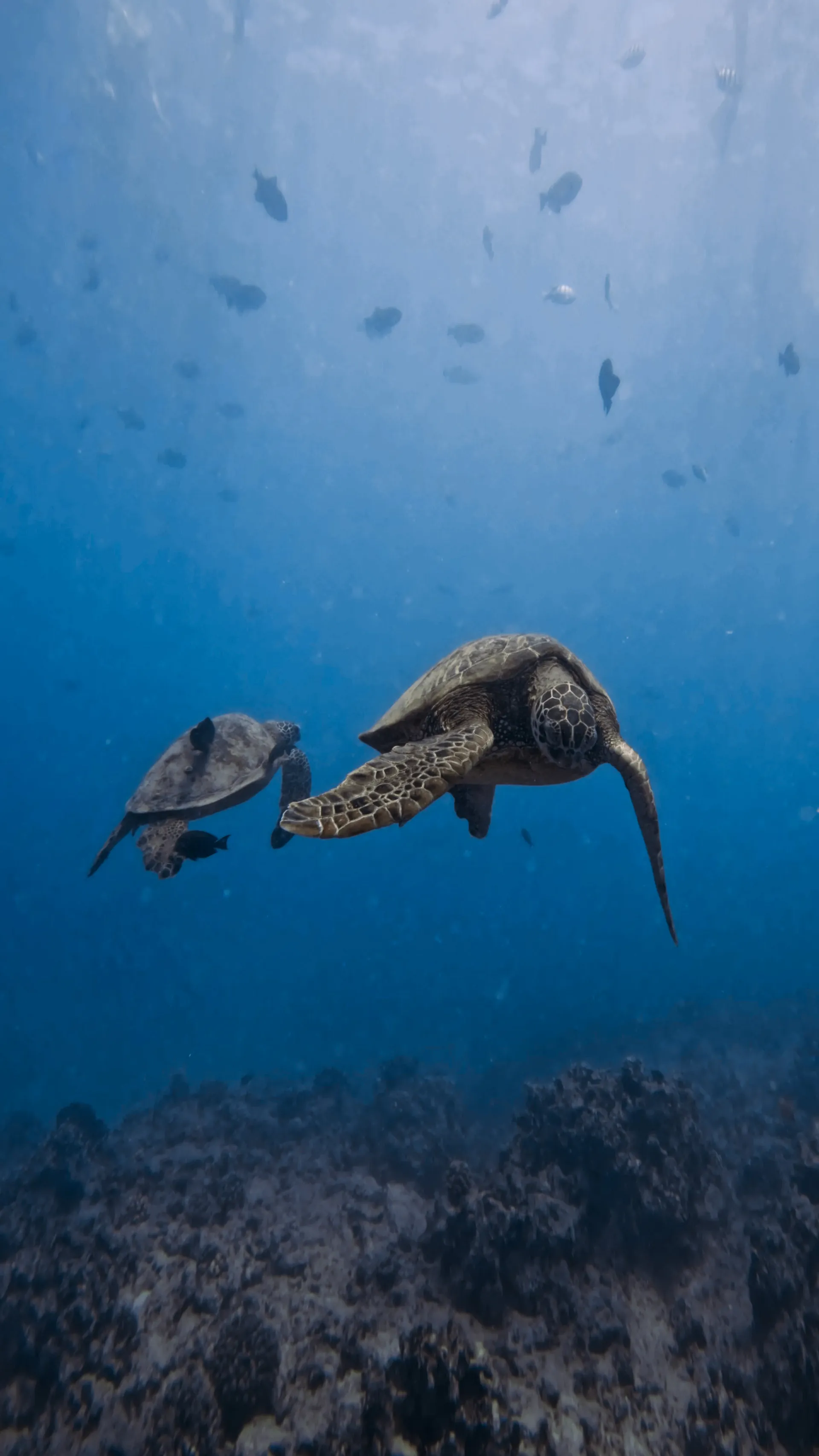 Turtle Canyon Snorkel PRIVATE TOUR