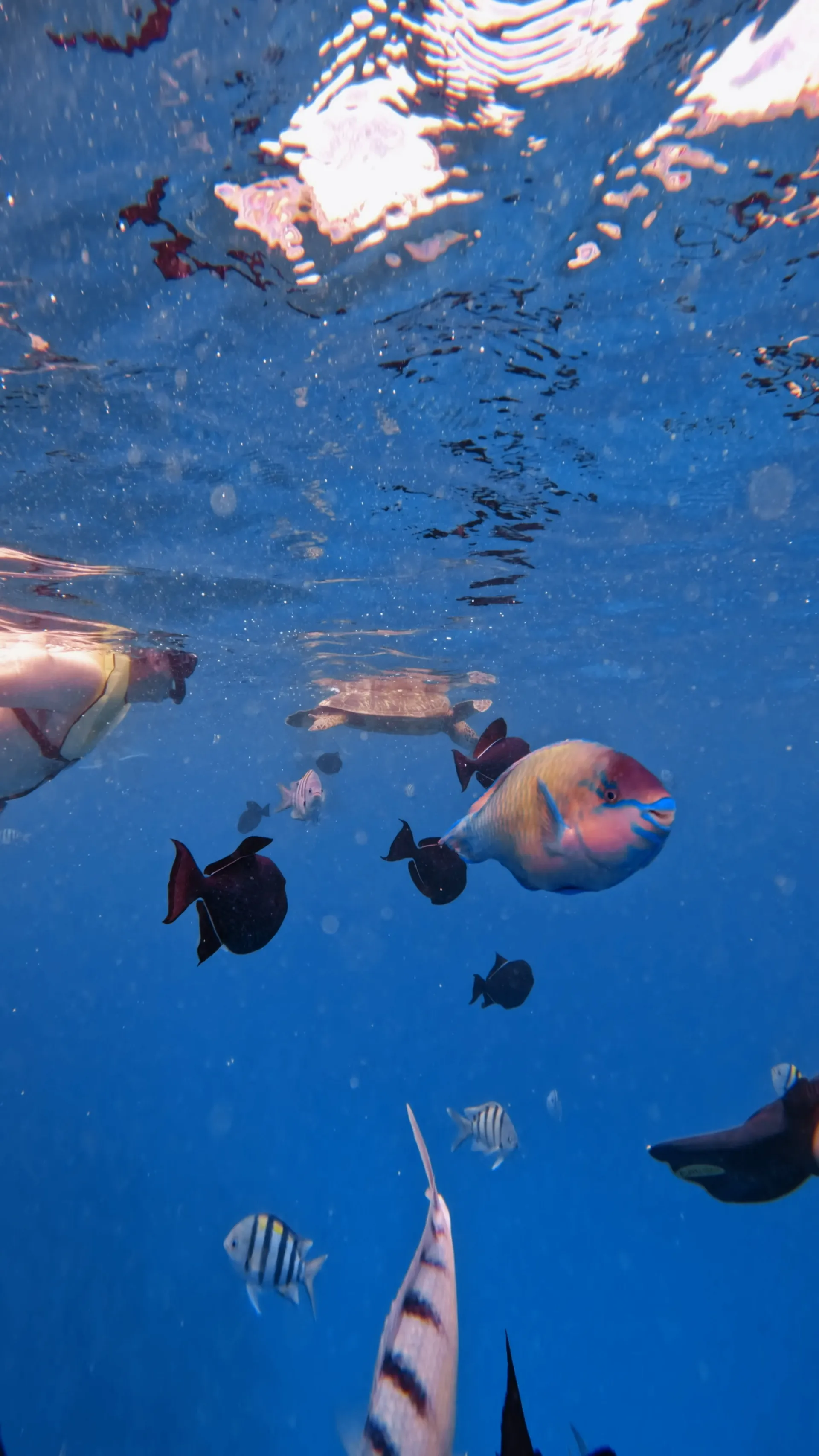 Turtle Canyon Snorkel PRIVATE TOUR