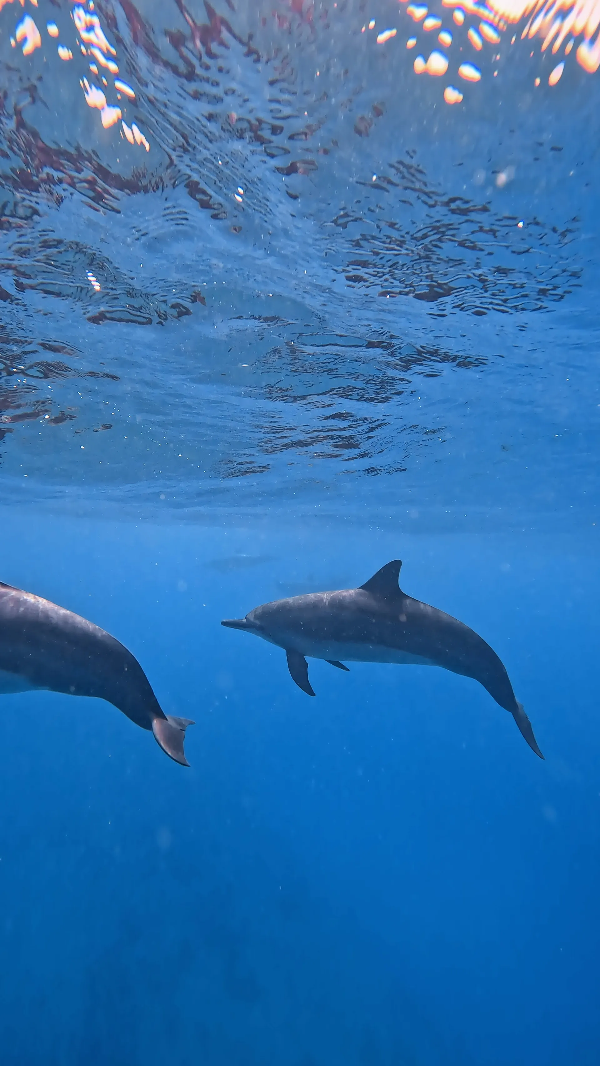 Turtle Canyon Snorkel PRIVATE TOUR