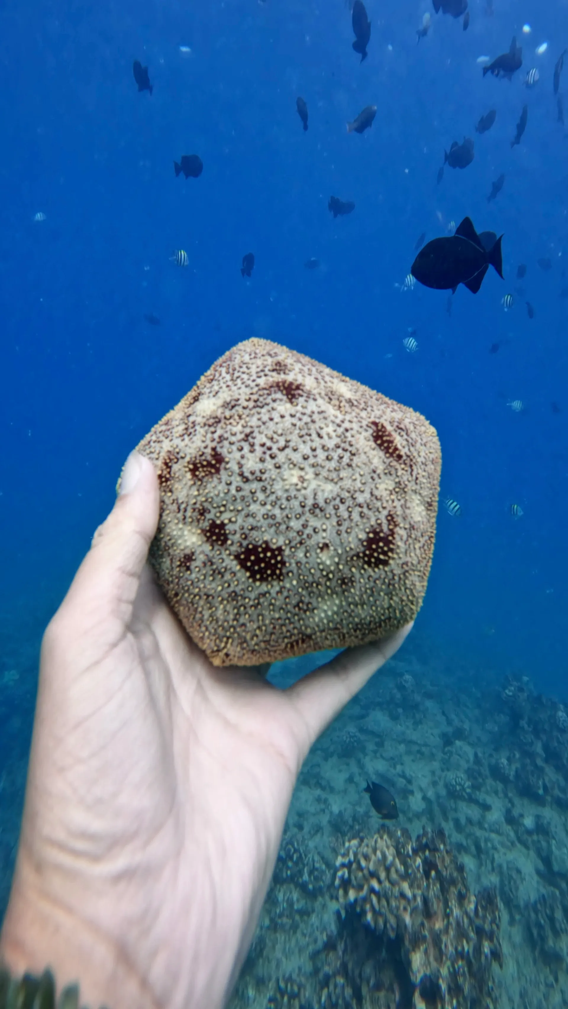 Turtle Canyon Snorkel PRIVATE TOUR