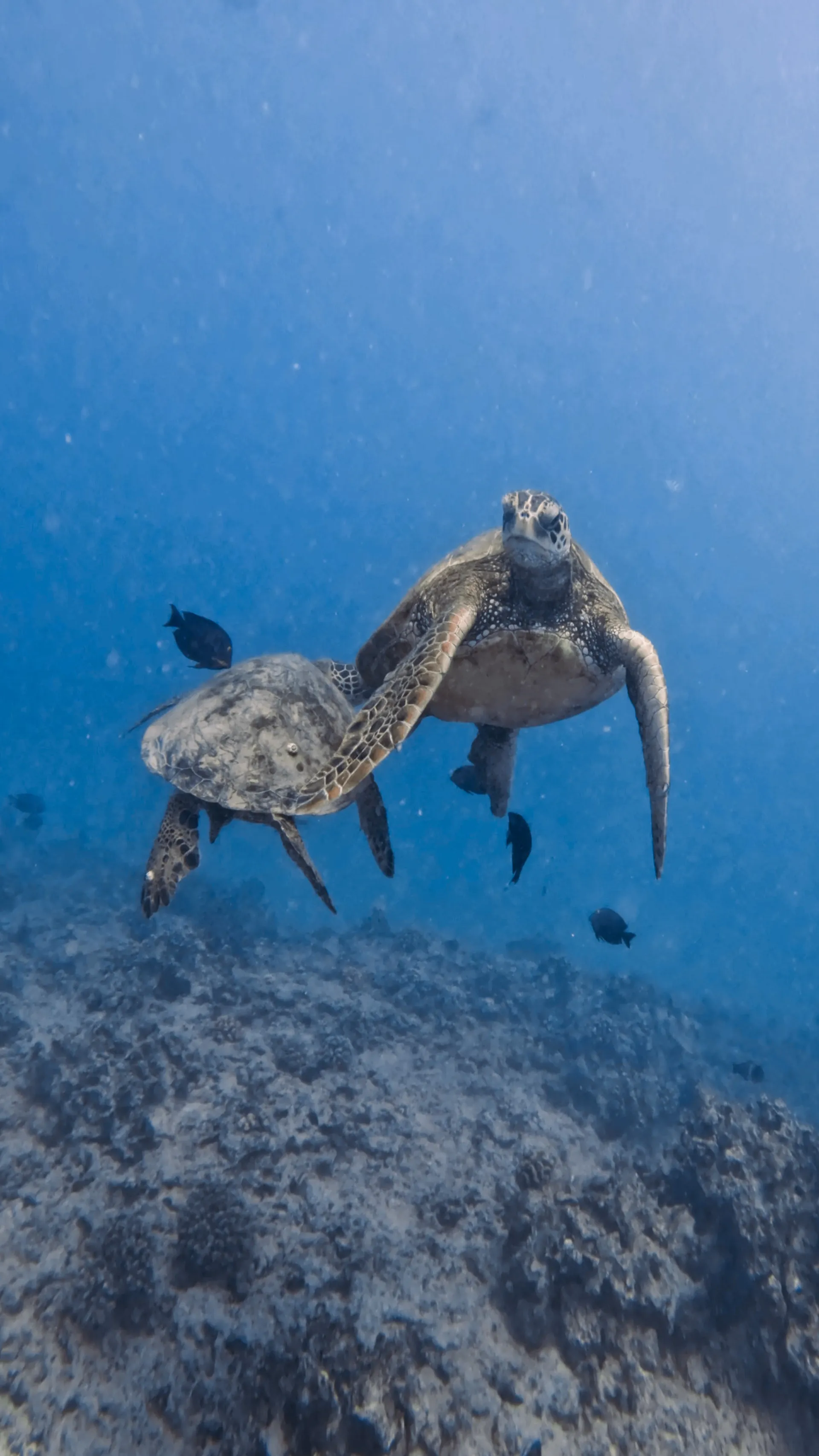Turtle Canyon Snorkel PRIVATE TOUR