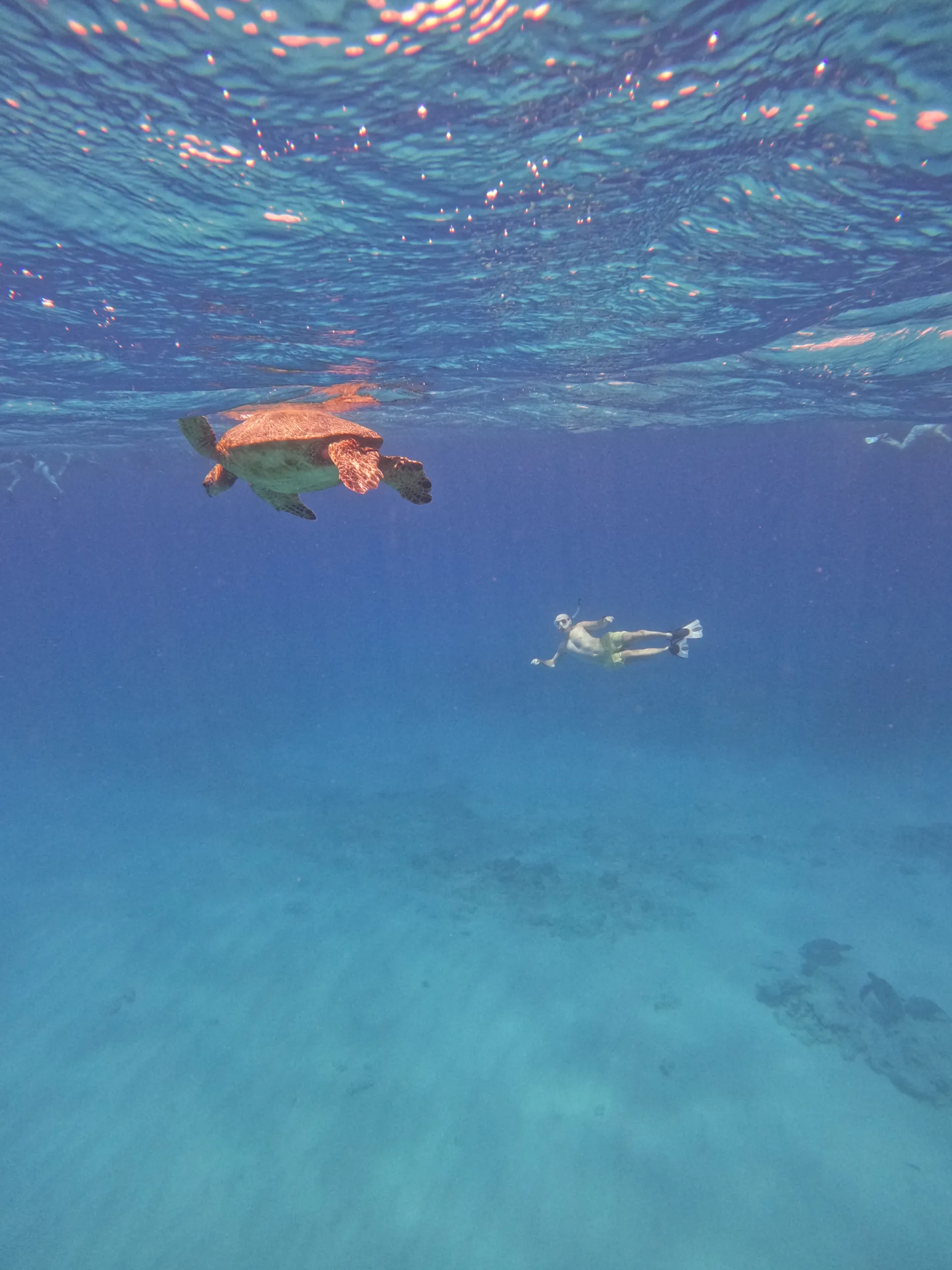 Turtle Canyon Snorkel PRIVATE TOUR