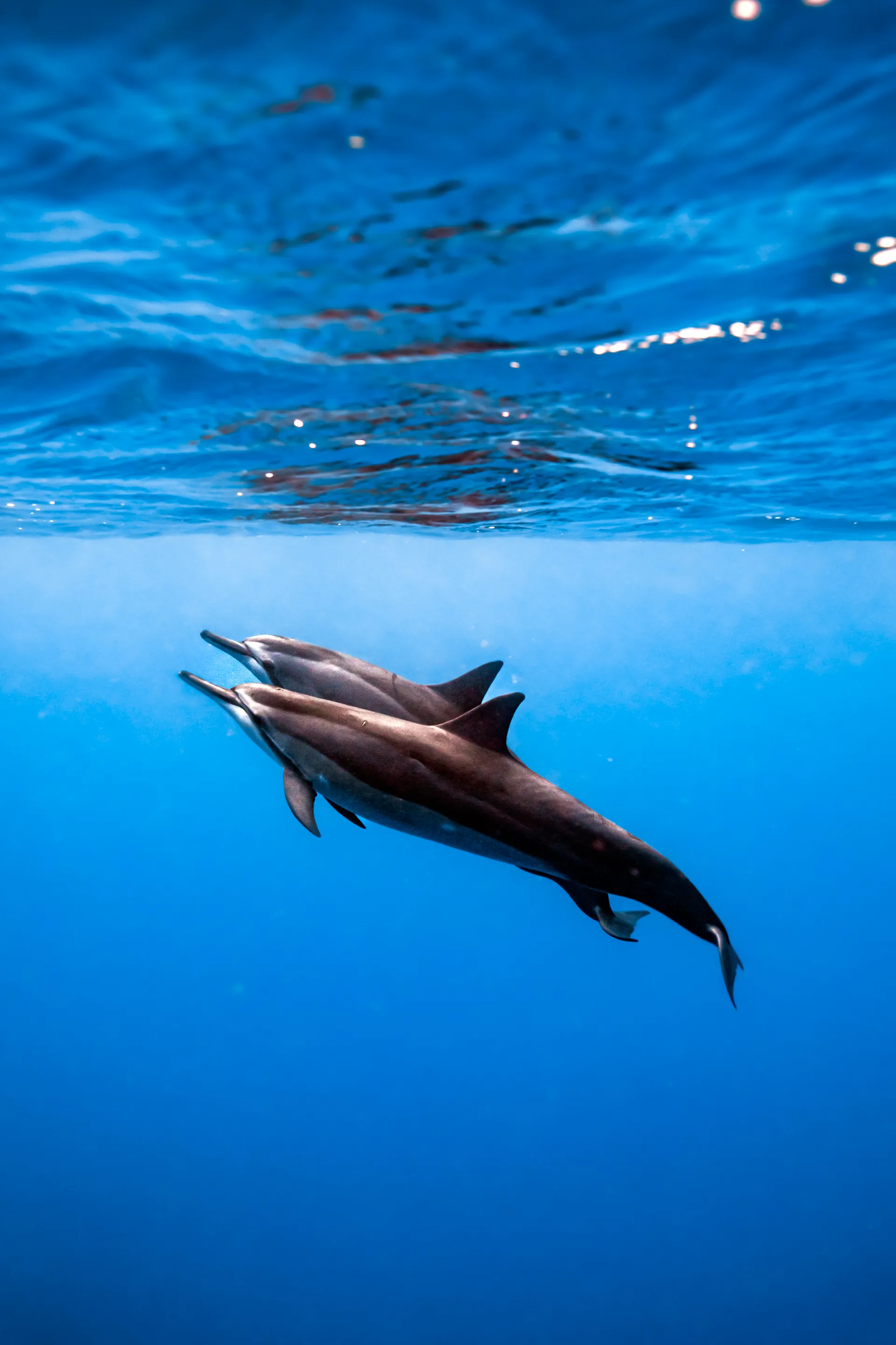 Turtle Canyon Snorkel PRIVATE TOUR