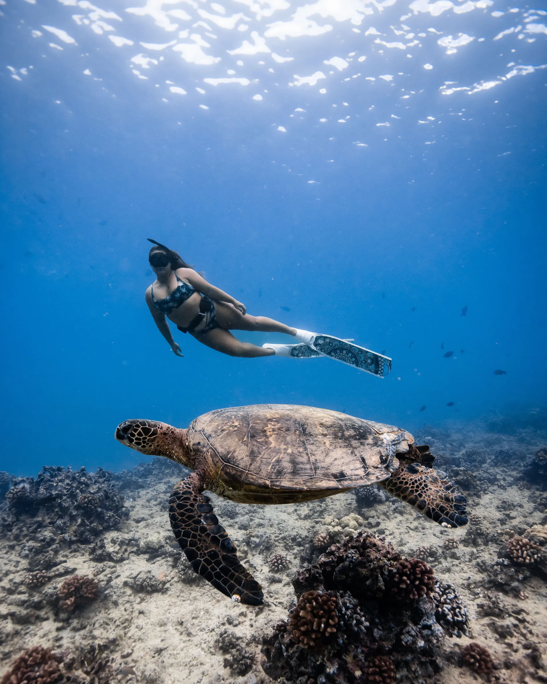 Turtle Canyon Snorkel PRIVATE TOUR