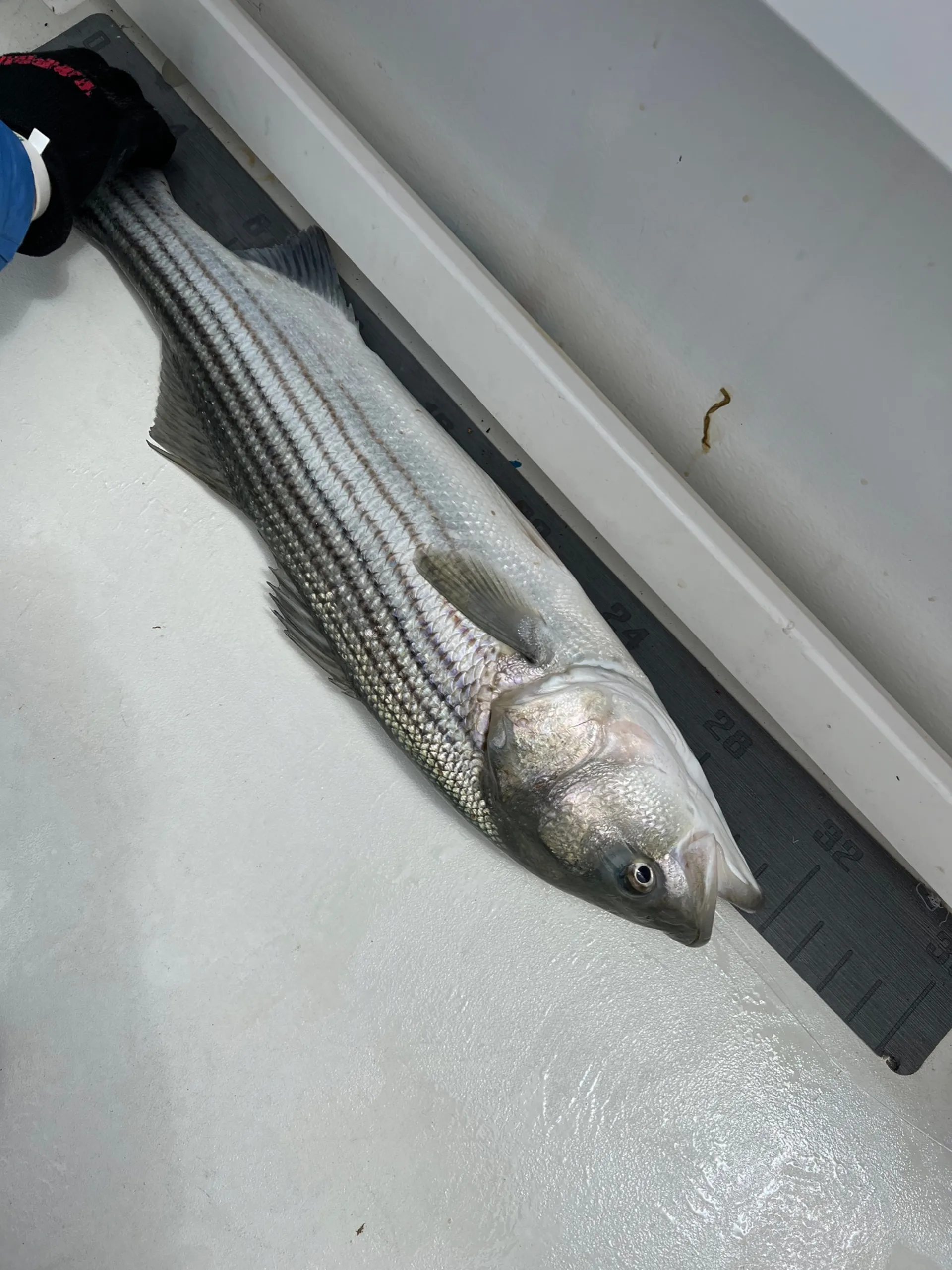 Fire Island Fishing and Sandbars 