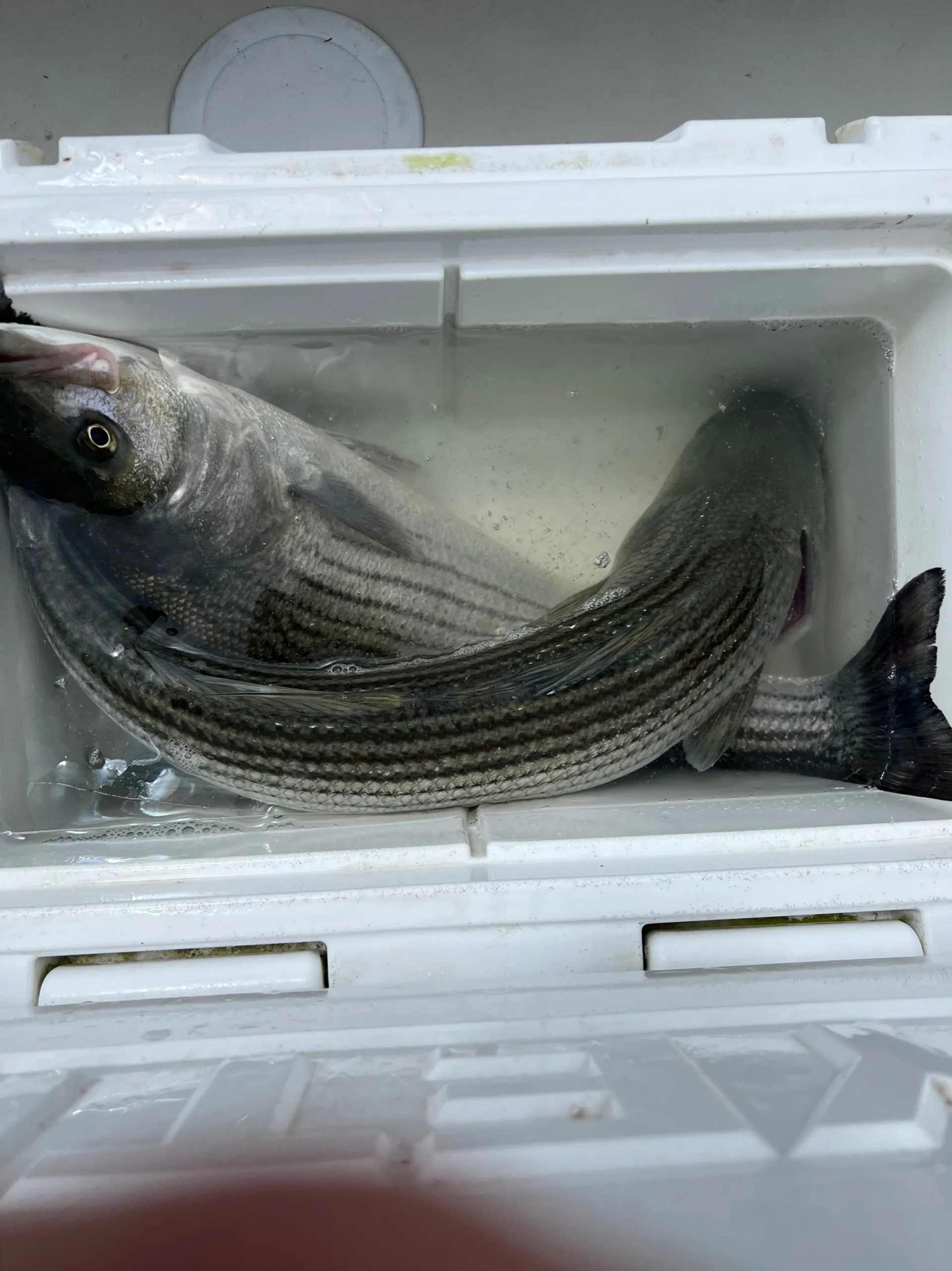 Fire Island Fishing and Sandbars 