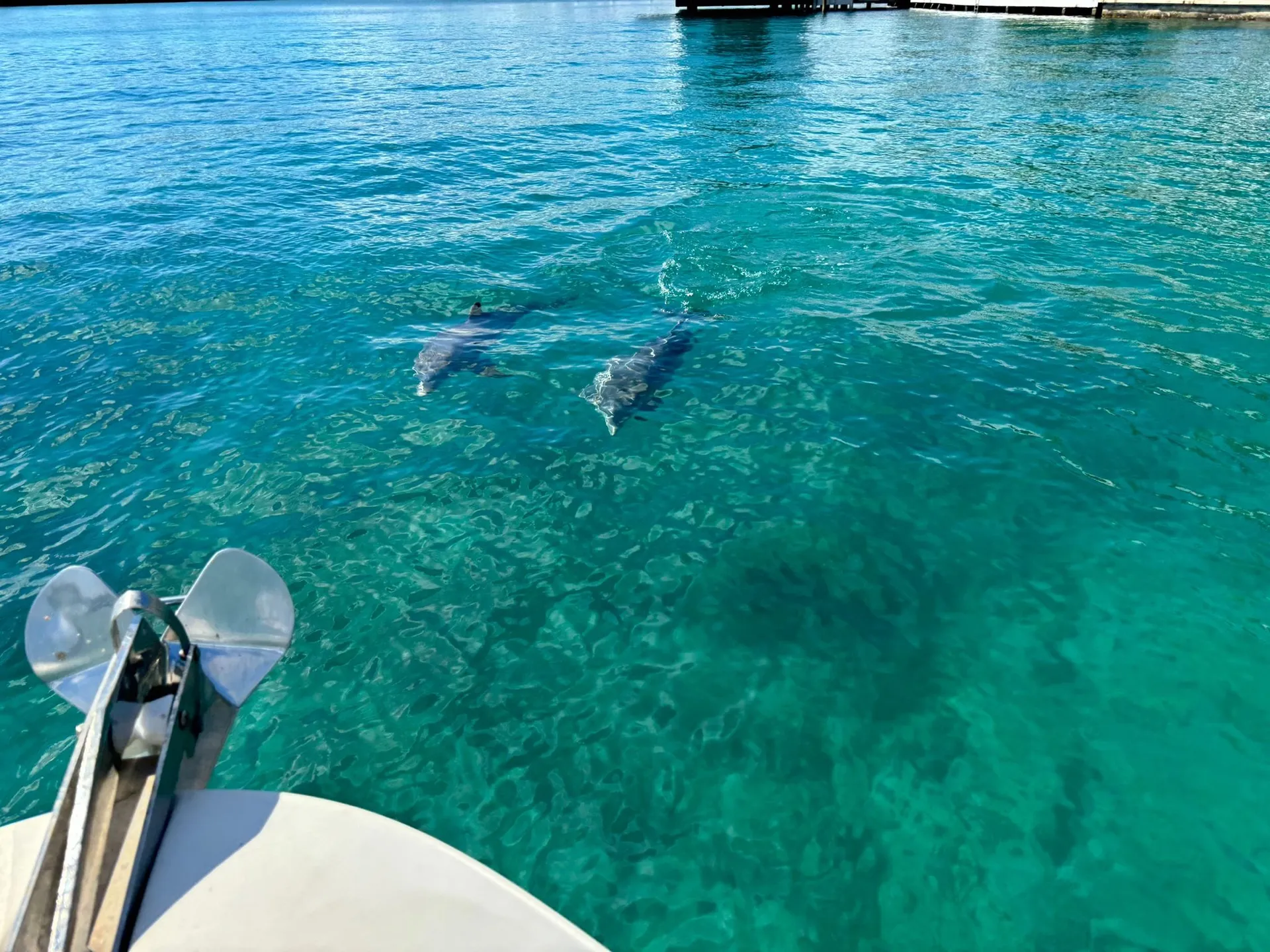37ft Rinker FREE Champagne on 4hr+Miami Cruise 